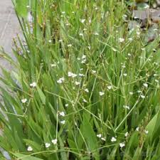 Alisma Lanceolatum (Toutes Tailles)