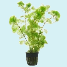 Cabomba aquatica en Pot