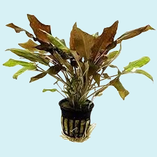 Cryptocoryne Wentii Red