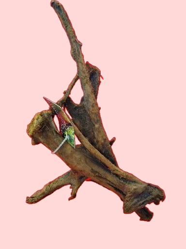 Racine Mangrove 25-40 cm Racine 3