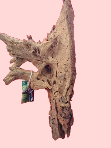 Racine Mangrove 40-60 cm Racine 3