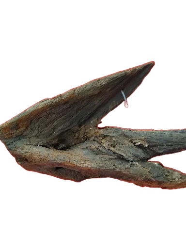 Racine Mangrove 25-40 cm Racine 4