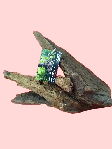 Racine Mangrove 25-40 cm Racine 4