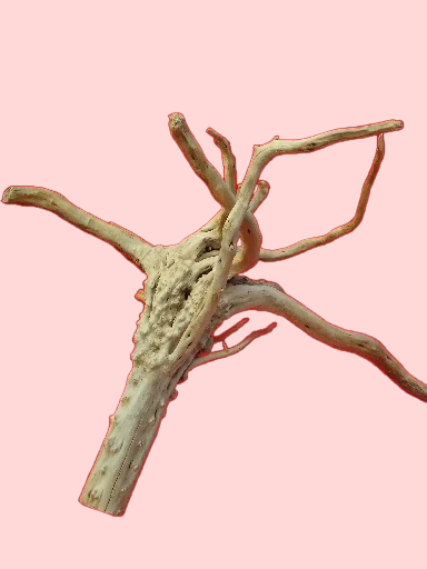 Vigne Rare Slim 30-50 cm Racine 3