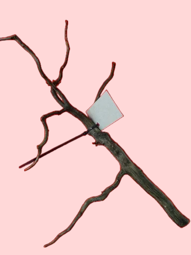 Scaper Root S 25-30 cm Racine 2