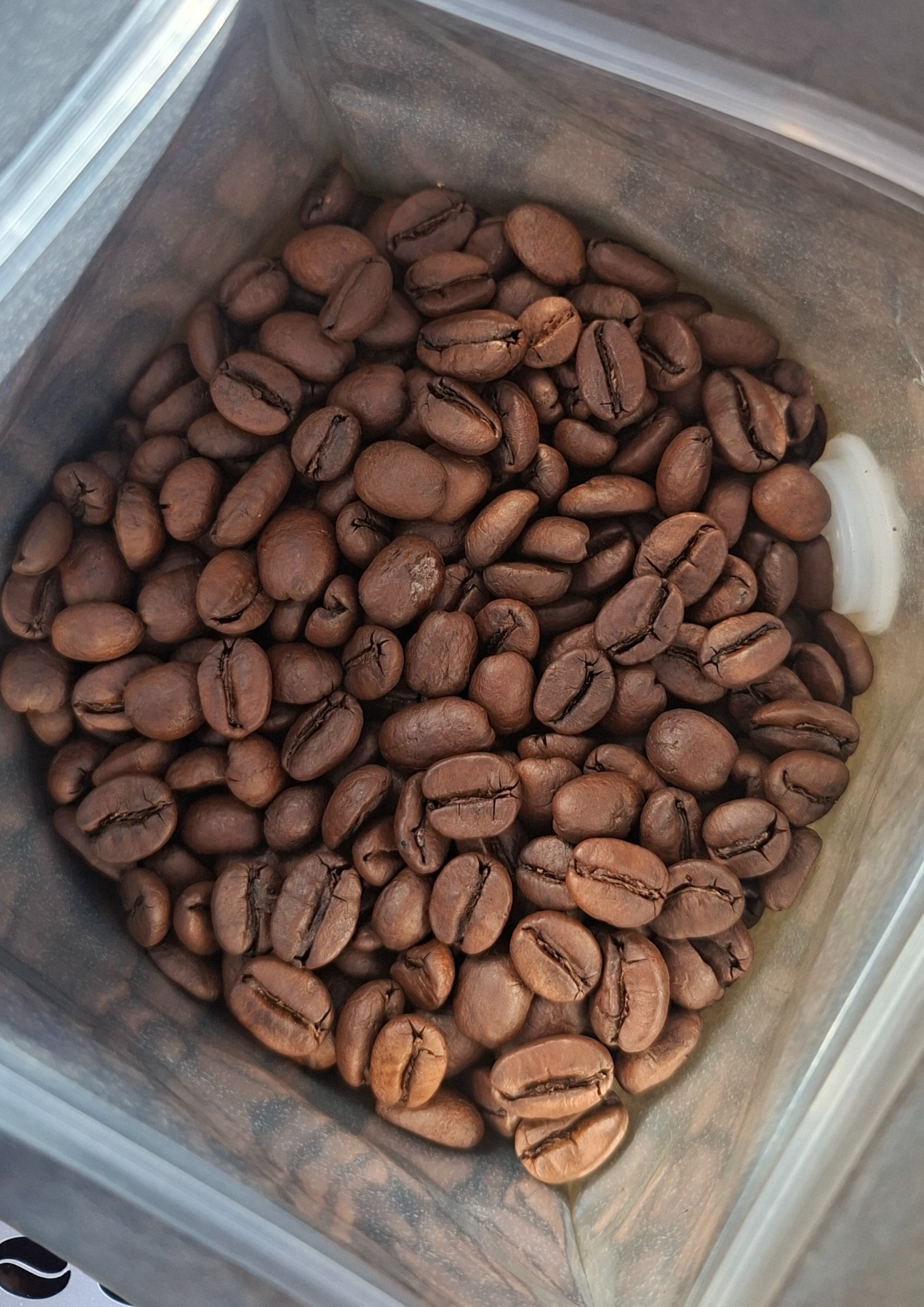  El Salvador Lyquidambar
