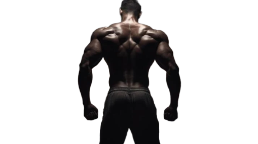 The lean muscle program