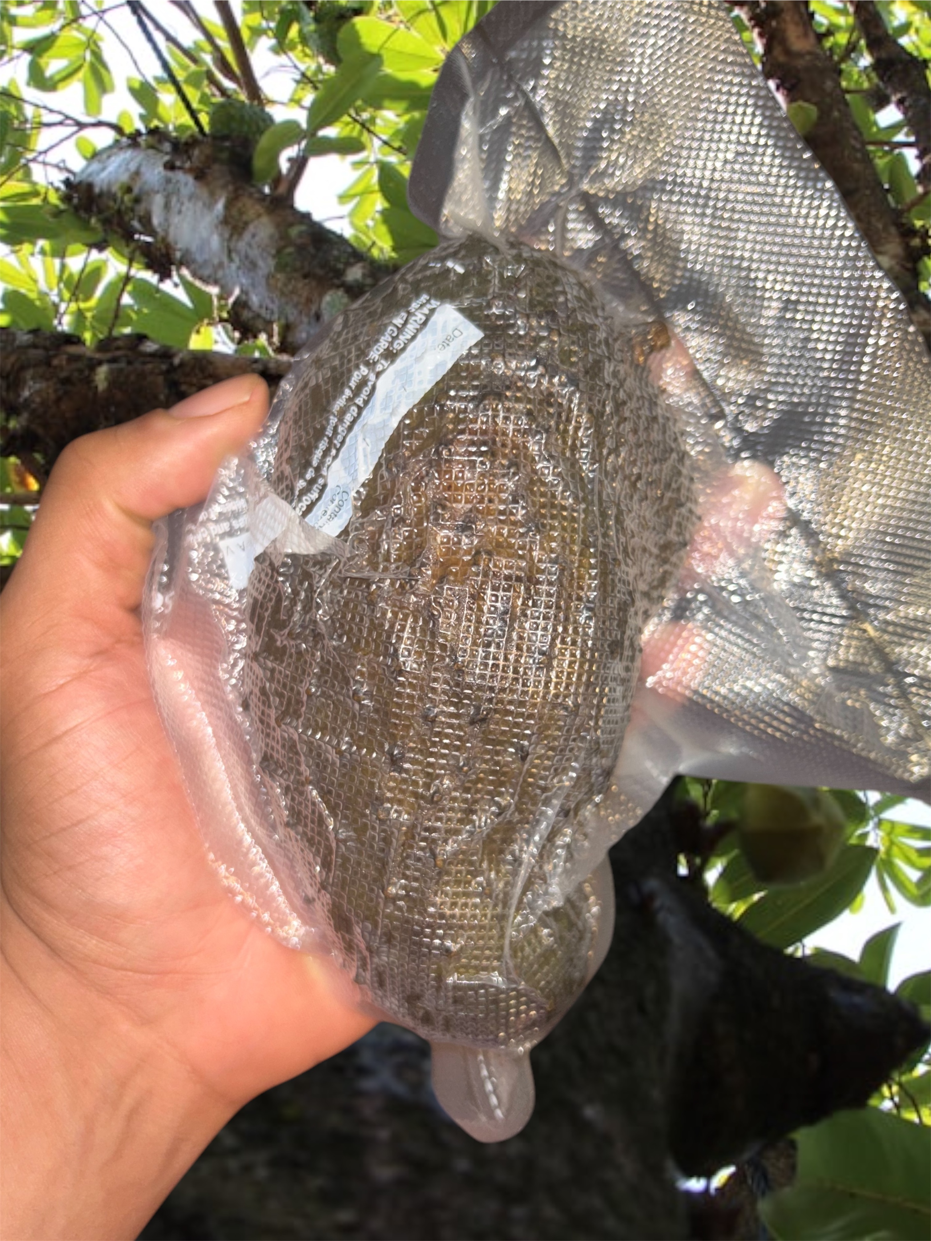 Whole Soursop Fruit Medium Size 0.5-1.5 Pound