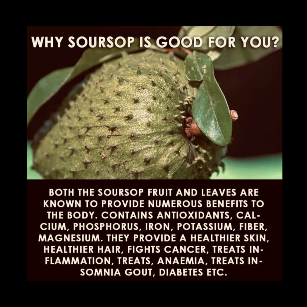 Whole Soursop Fruit Large Size 1.5-2 Pounds