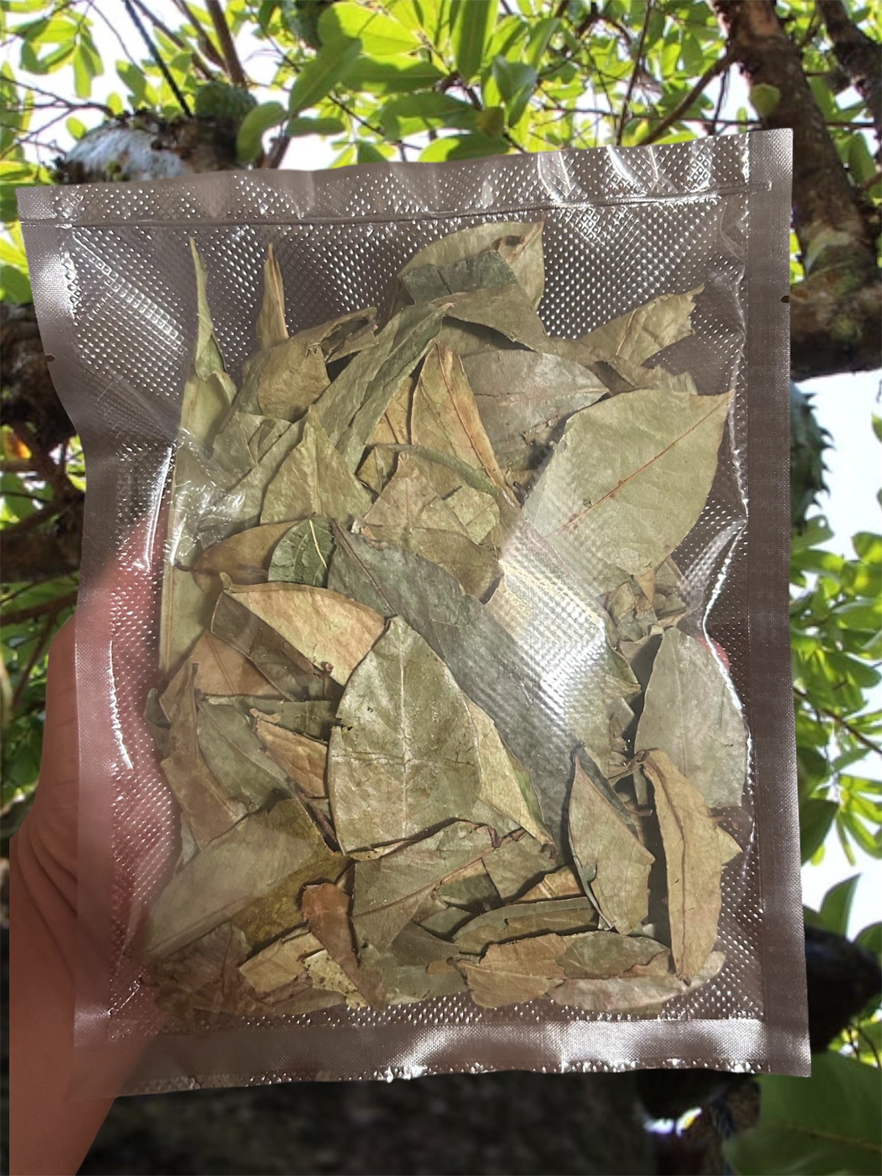Real Soursop Leaves Bag