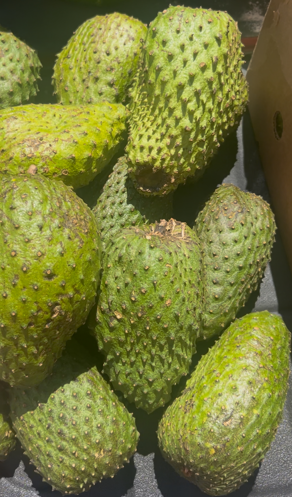 Whole Soursop Fruit Large Size 1.5-2 Pounds