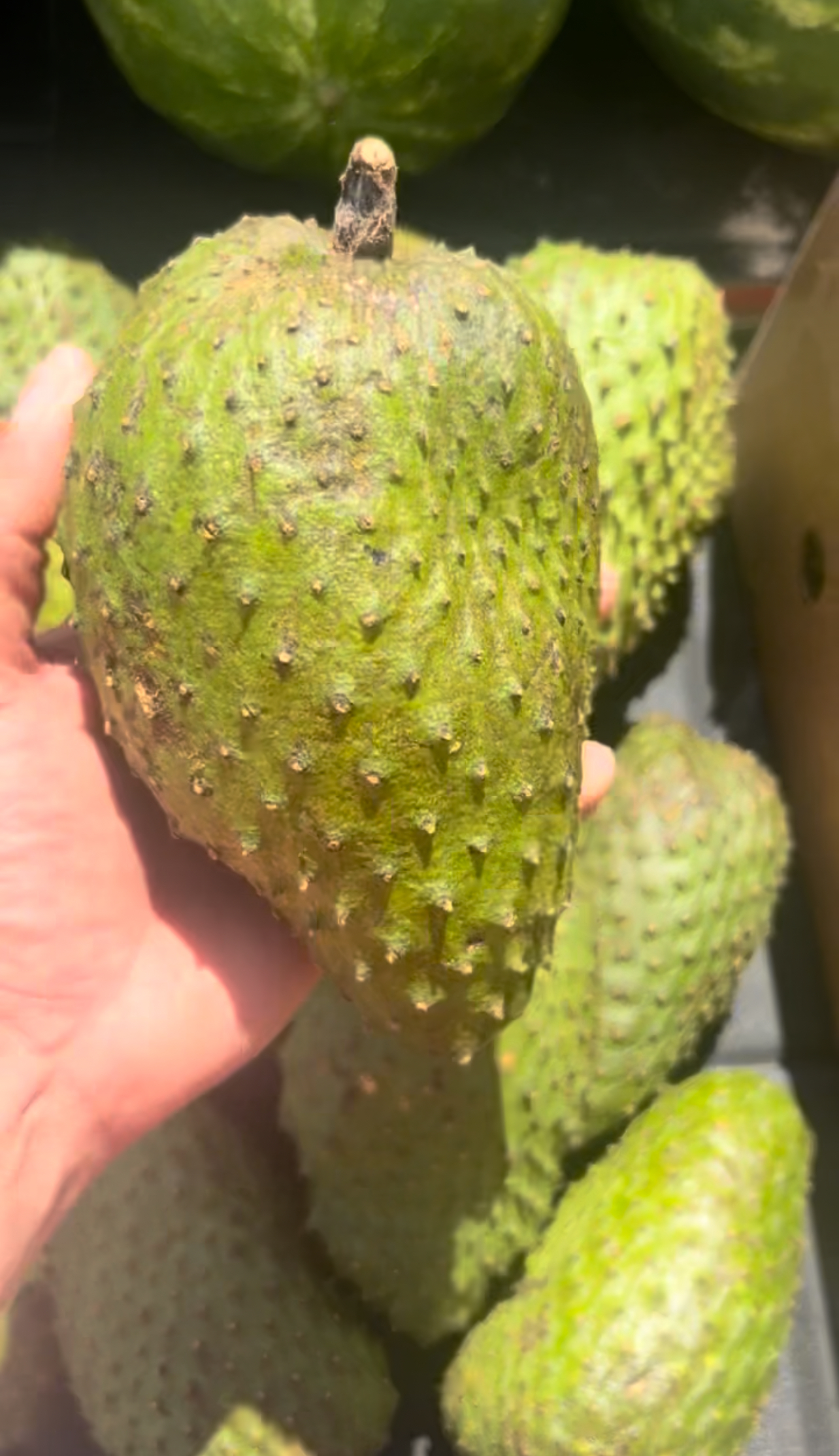 Whole Soursop Fruit Medium Size 0.5-1.5 Pound