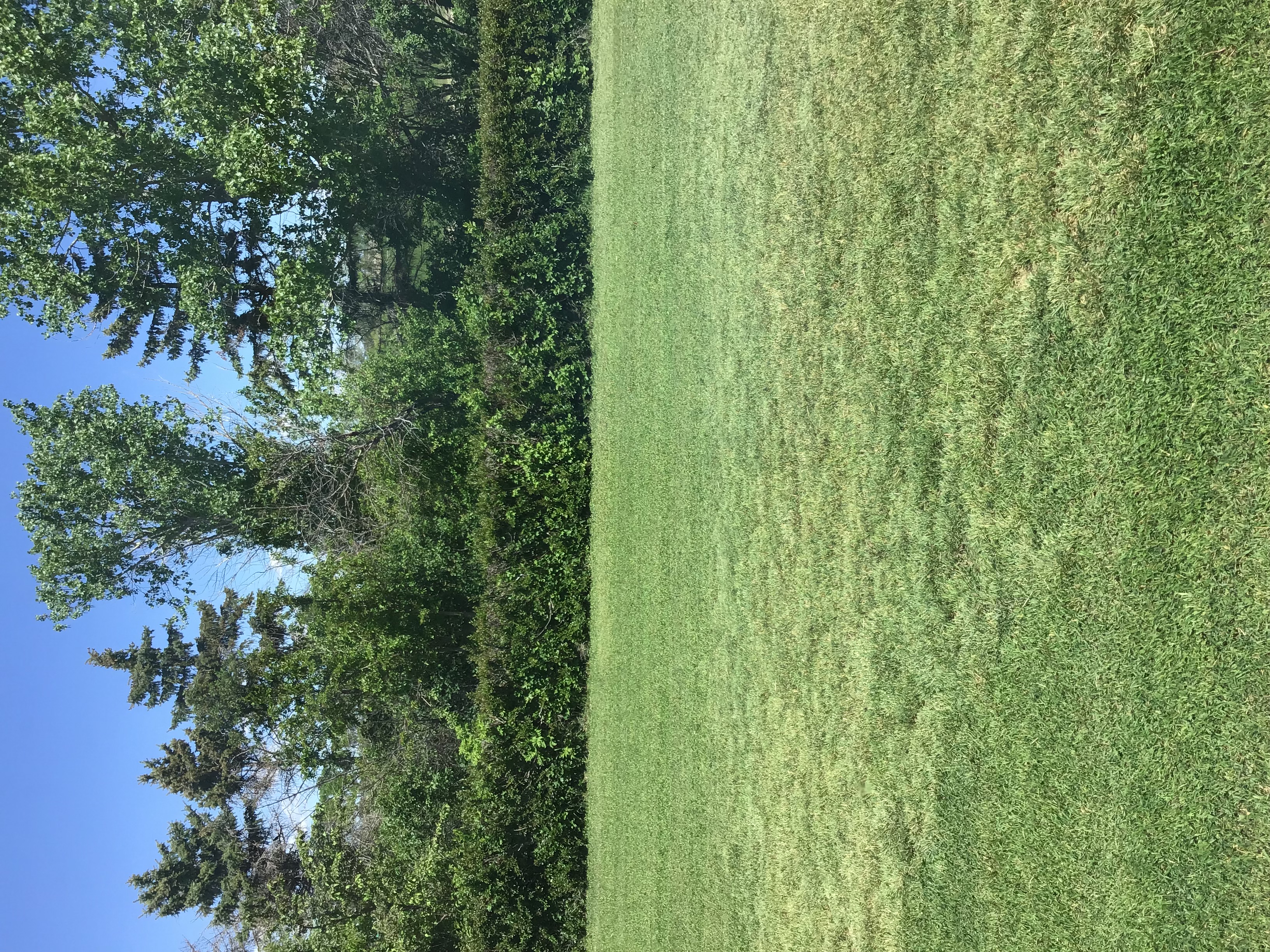 Green Grove Lawn's Basic Plan