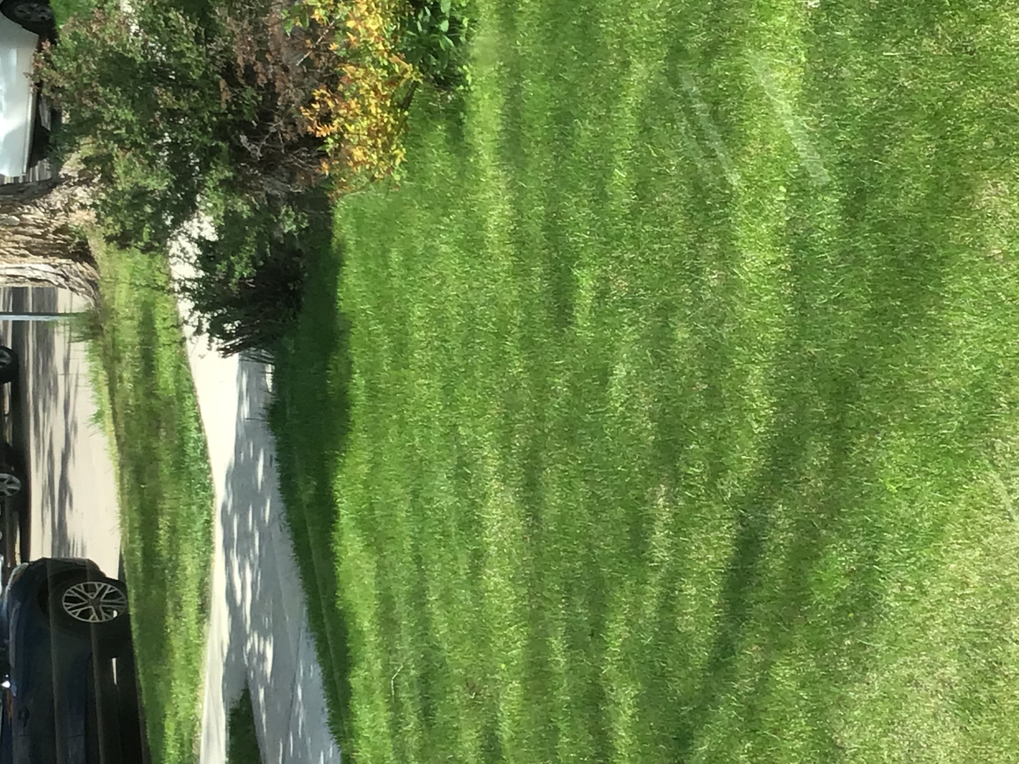 Green Grove Lawn's Basic Plan