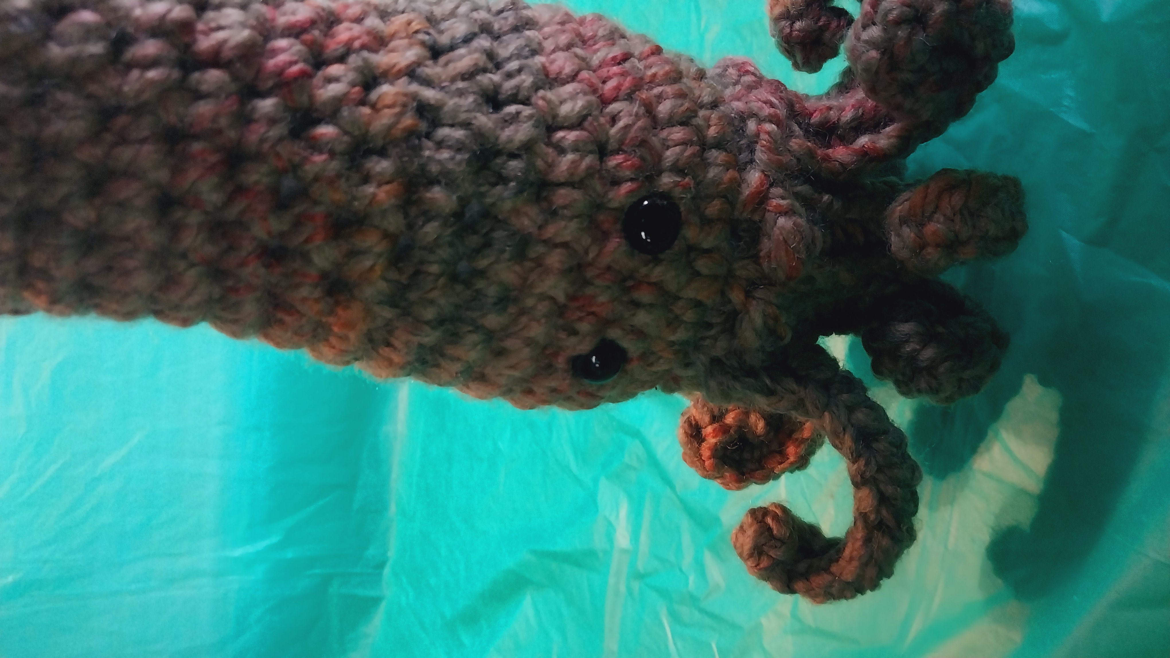 Squid