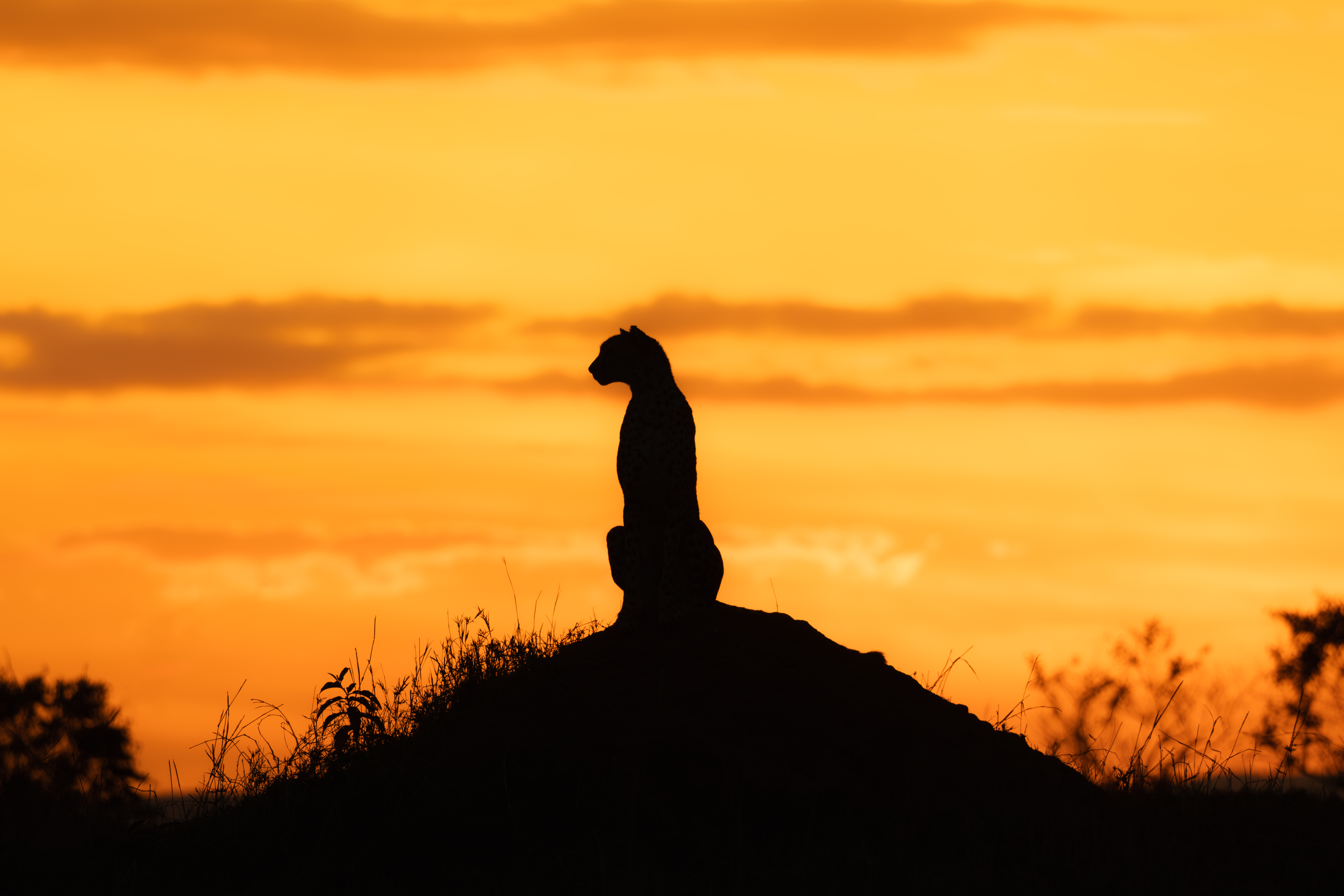 GUARDIAN OF THE HORIZON