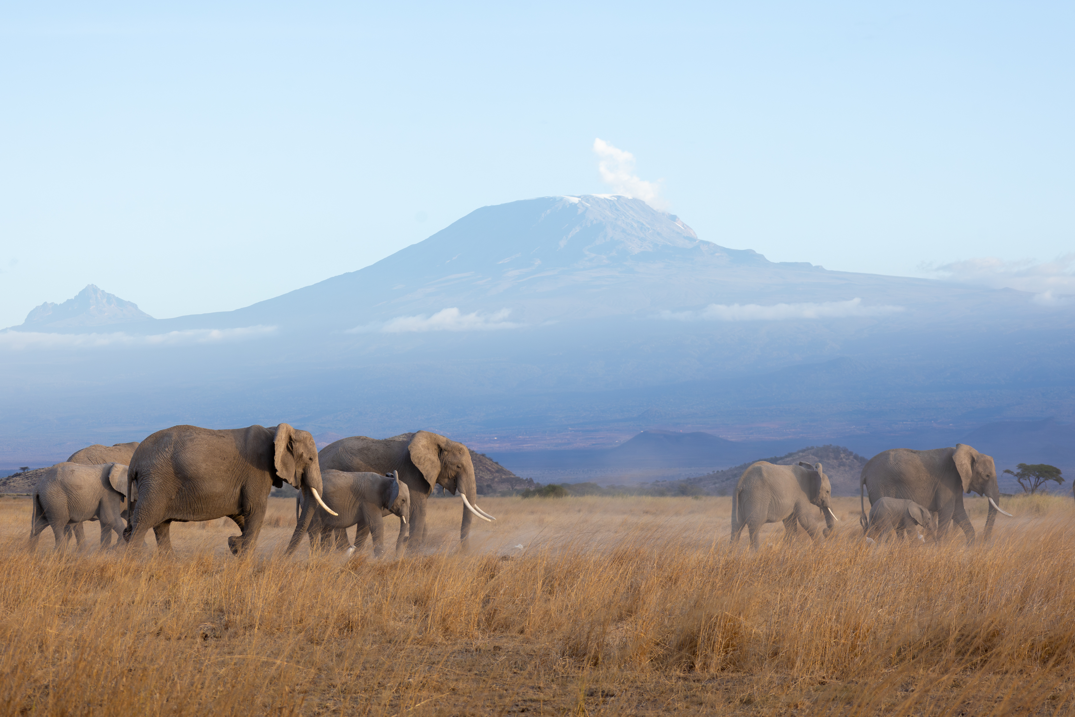 THE ELEPHANT'S JOURNEY