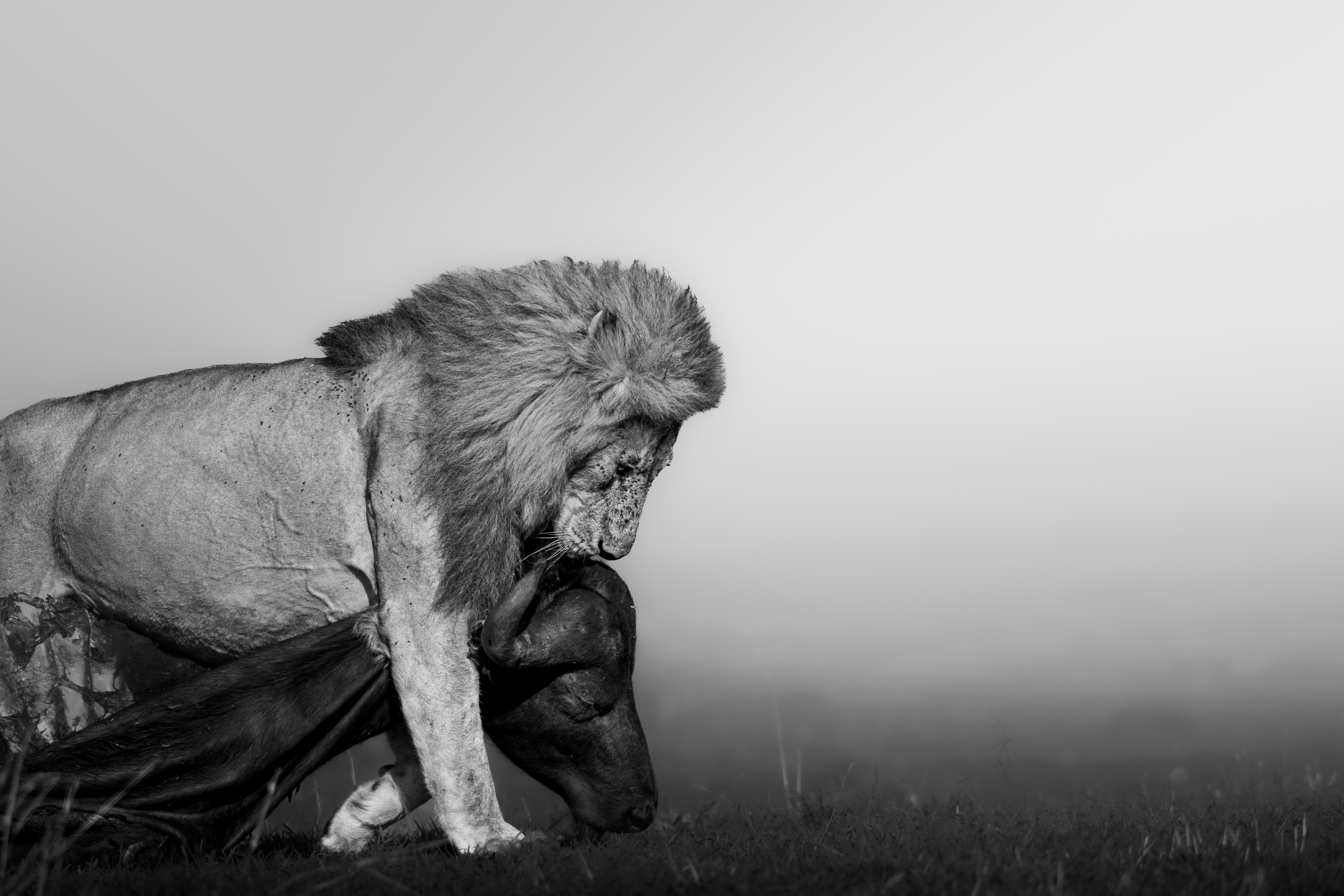 THE WEIGHT OF SURVIVAL