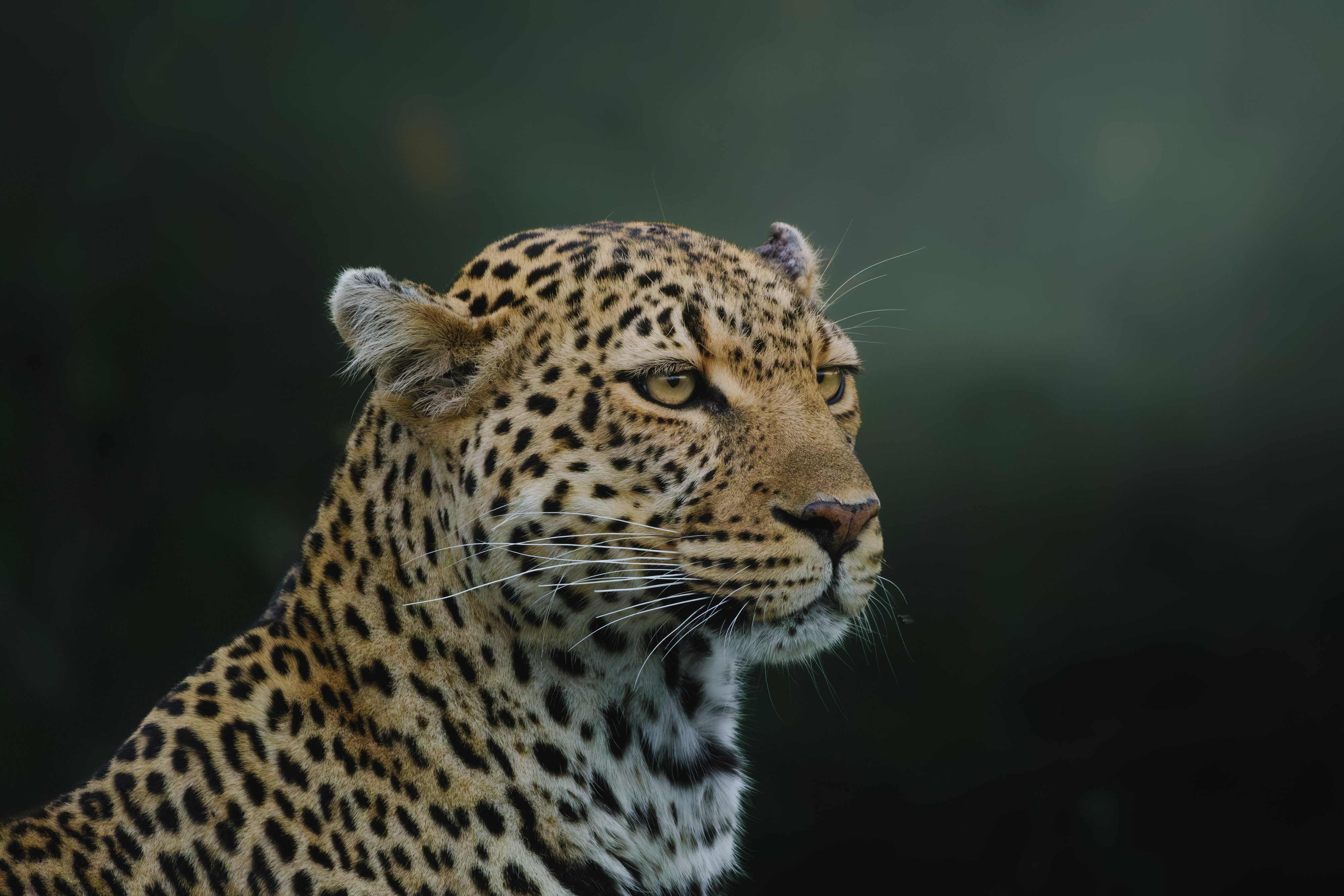 UP CLOSE WITH A SILENT HUNTER