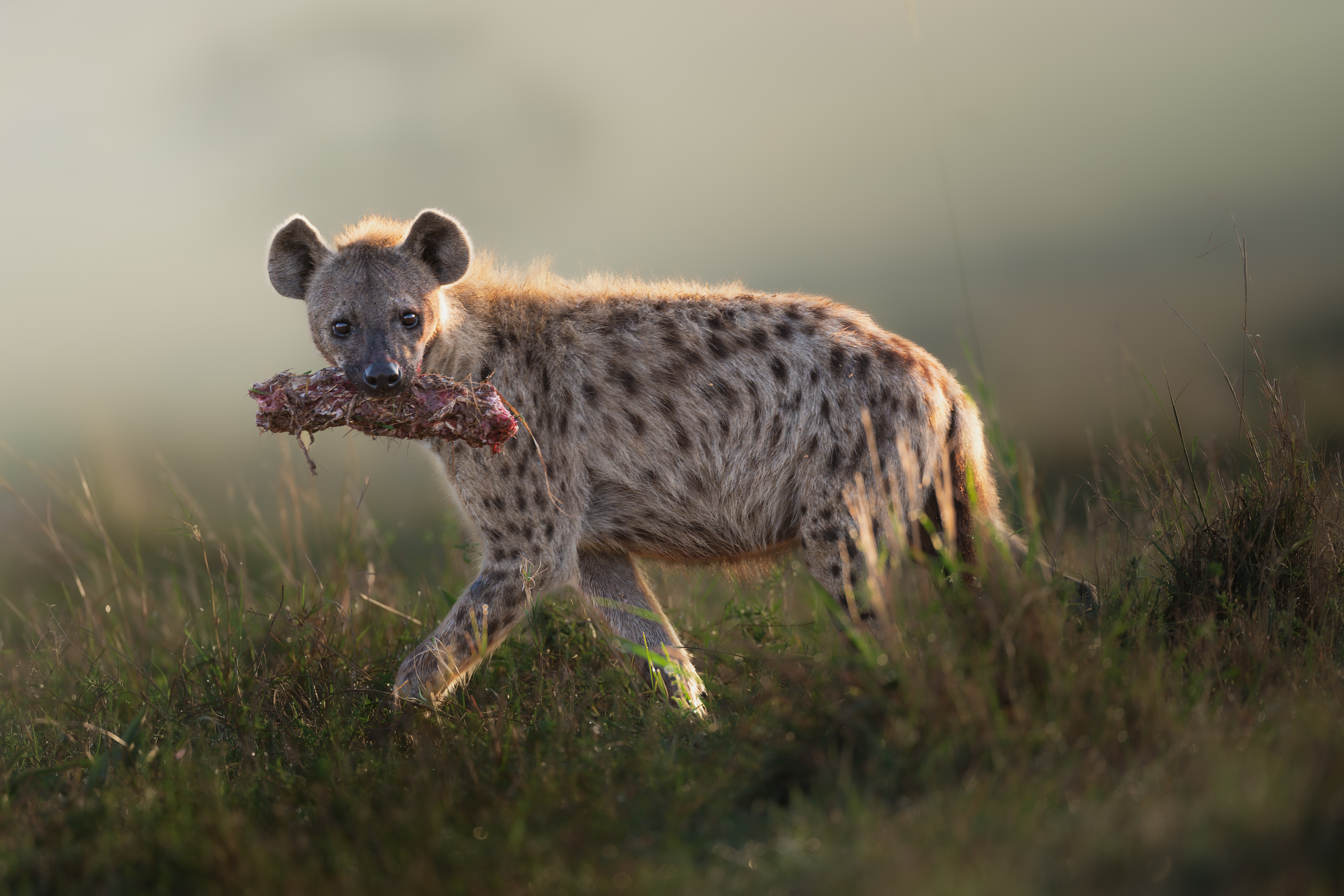 THE WATCHFUL SCAVENGER