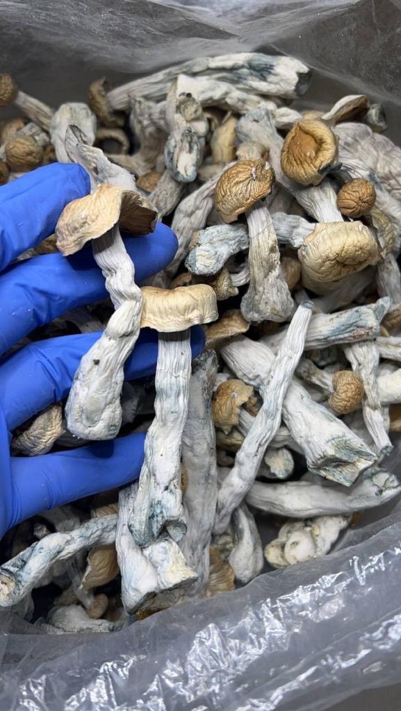 Blue Meanies Mushrooms