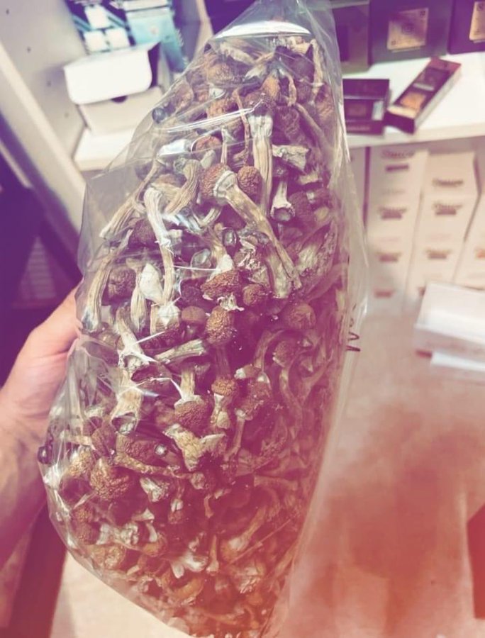 Cubensis Mushrooms