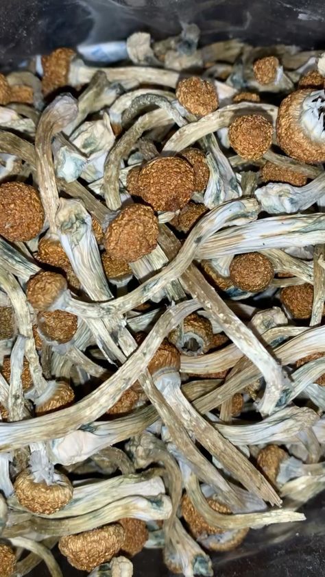 Cubensis Mushrooms
