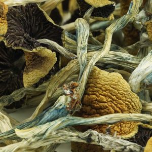 Golden Teachers Mushrooms