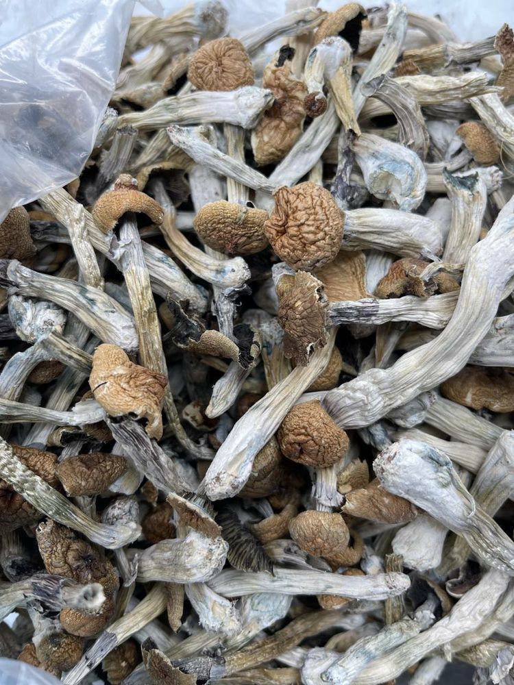 Golden Top Mushrooms