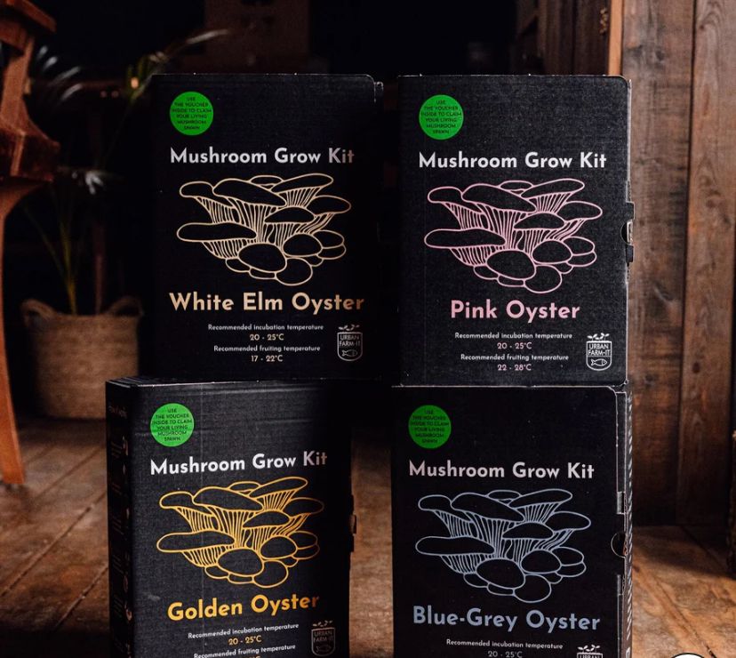 OYSTER MUSHROOM GROWING KIT FULL SET