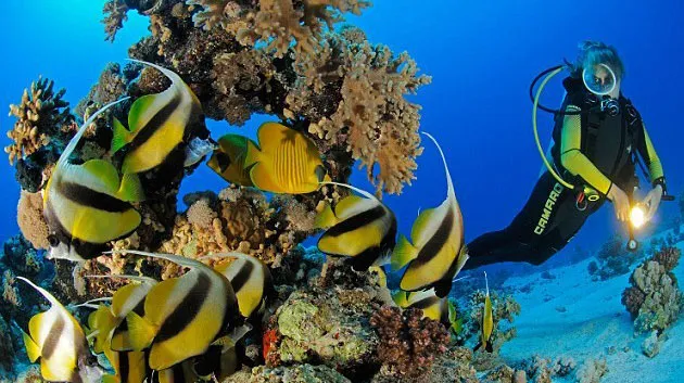Try Scuba Diving in Jeddah