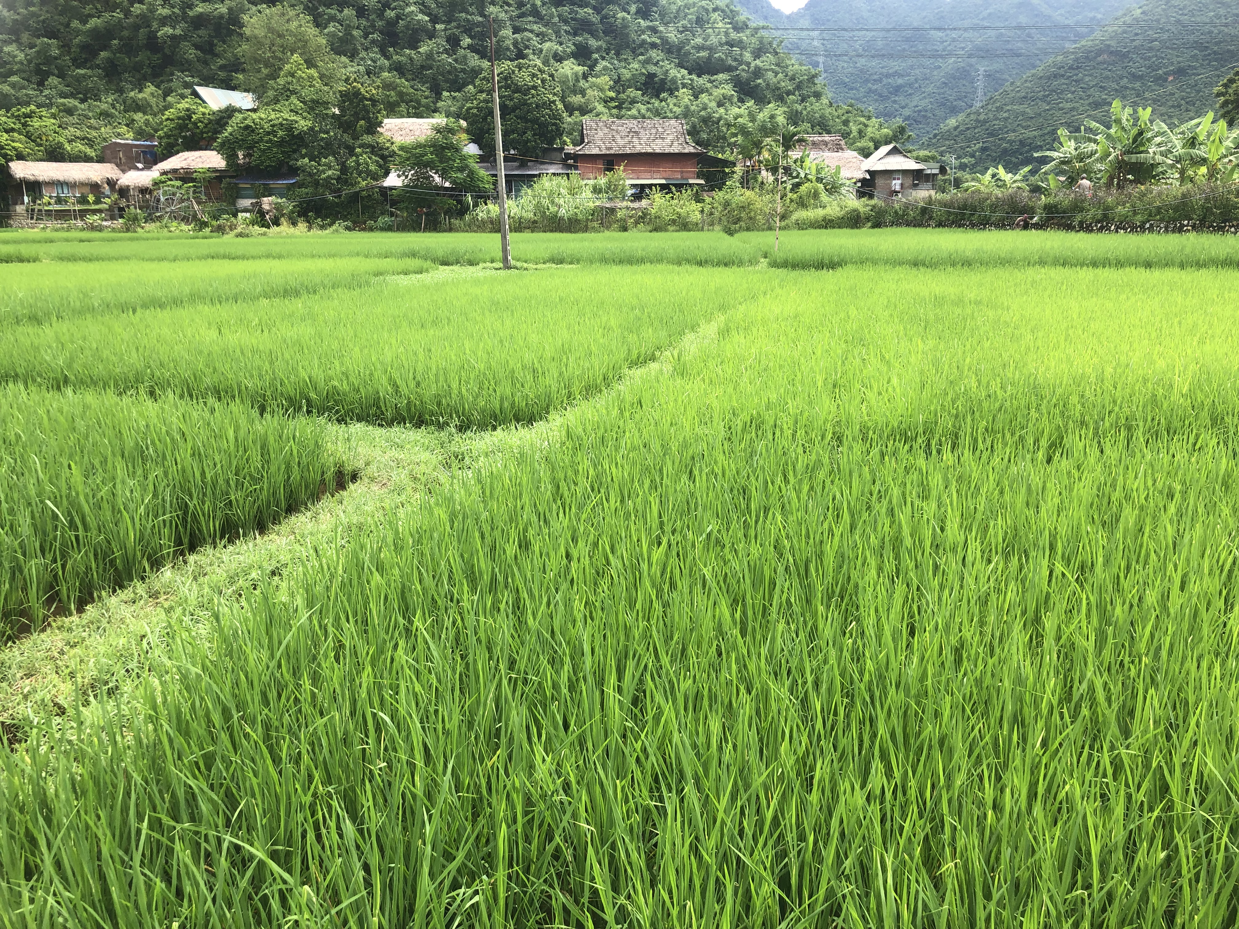 Mai Chau