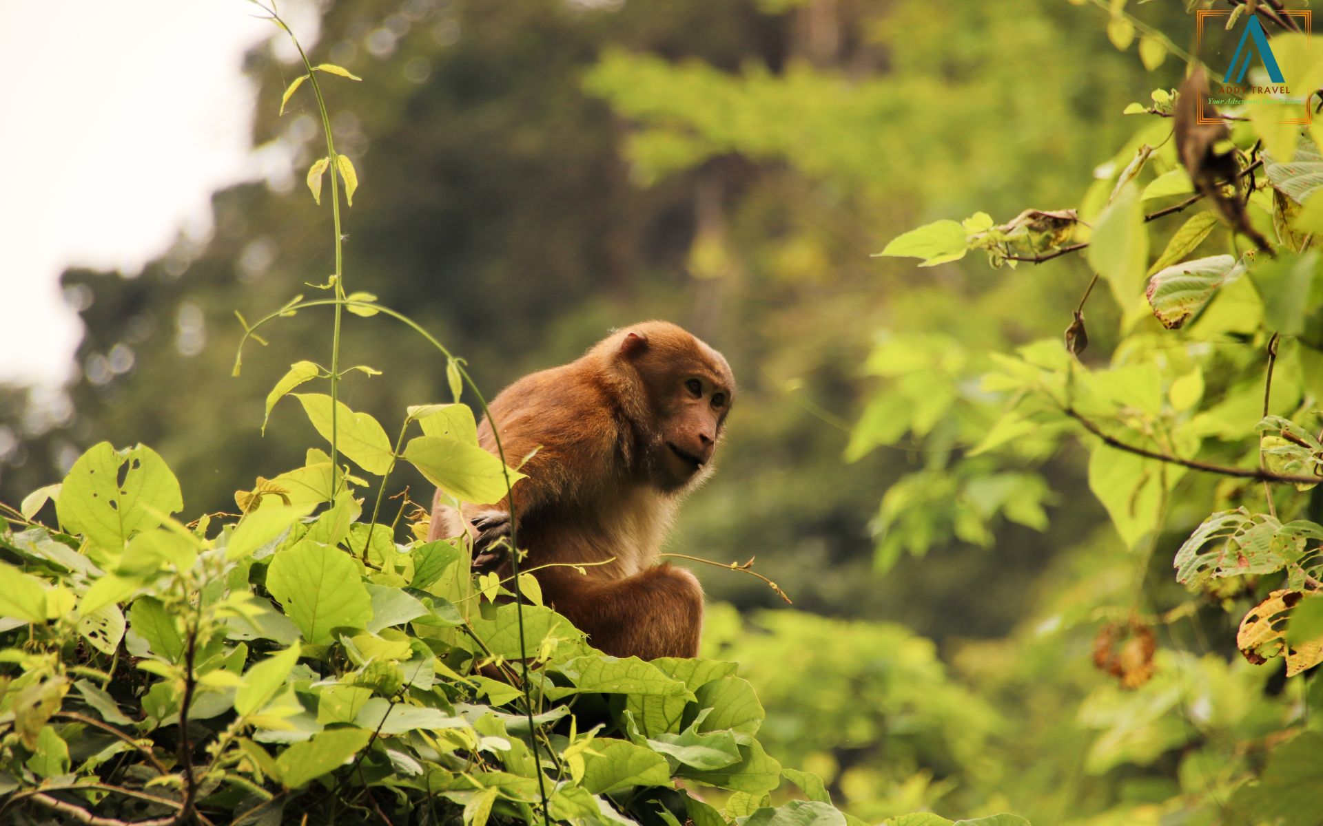 Cuc Phuong National Park