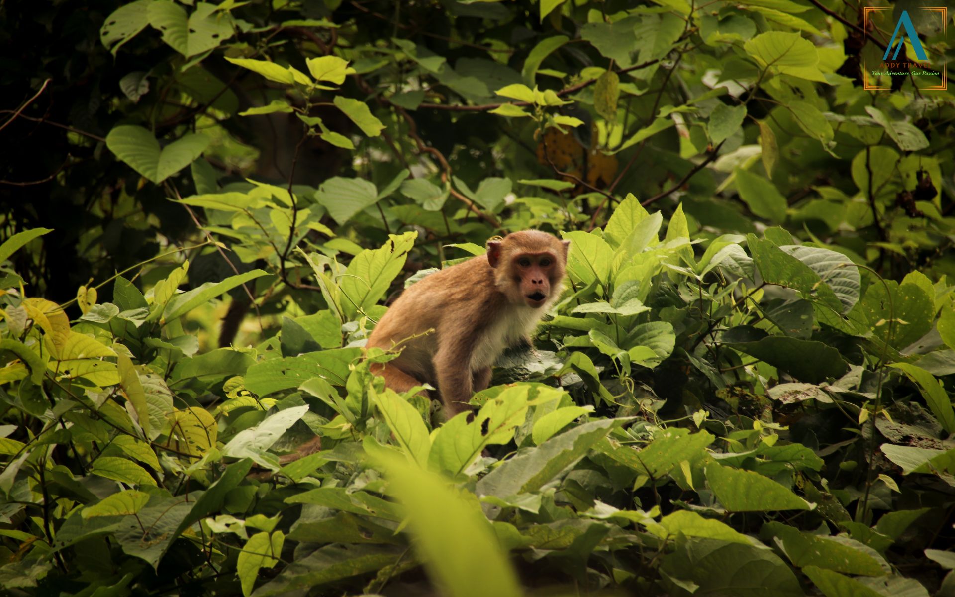 Cuc Phuong National Park 