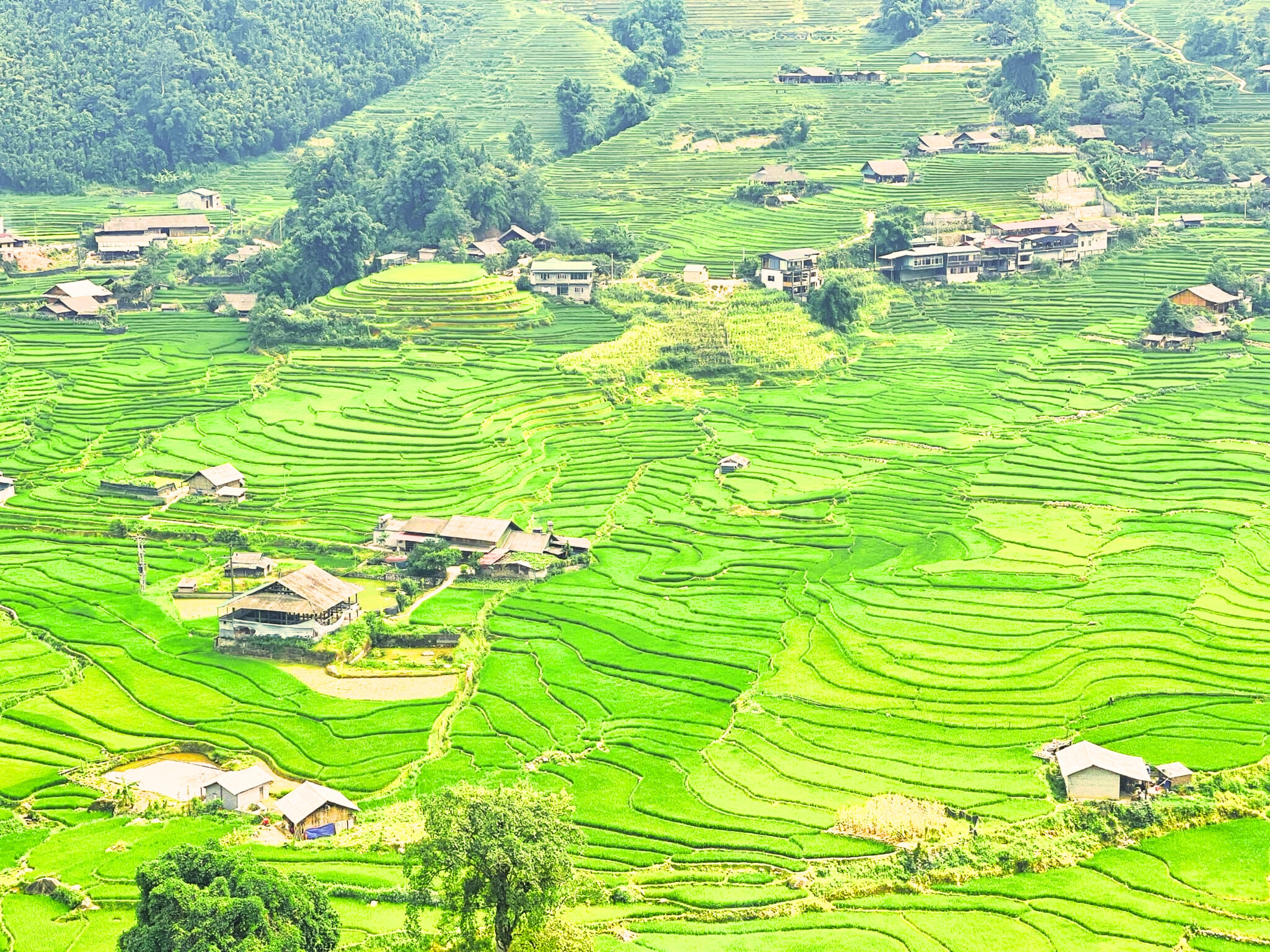 Full-Day Trekking Itinerary: Sapa Town to Y Linh Ho - Lao Chai - Ta Van