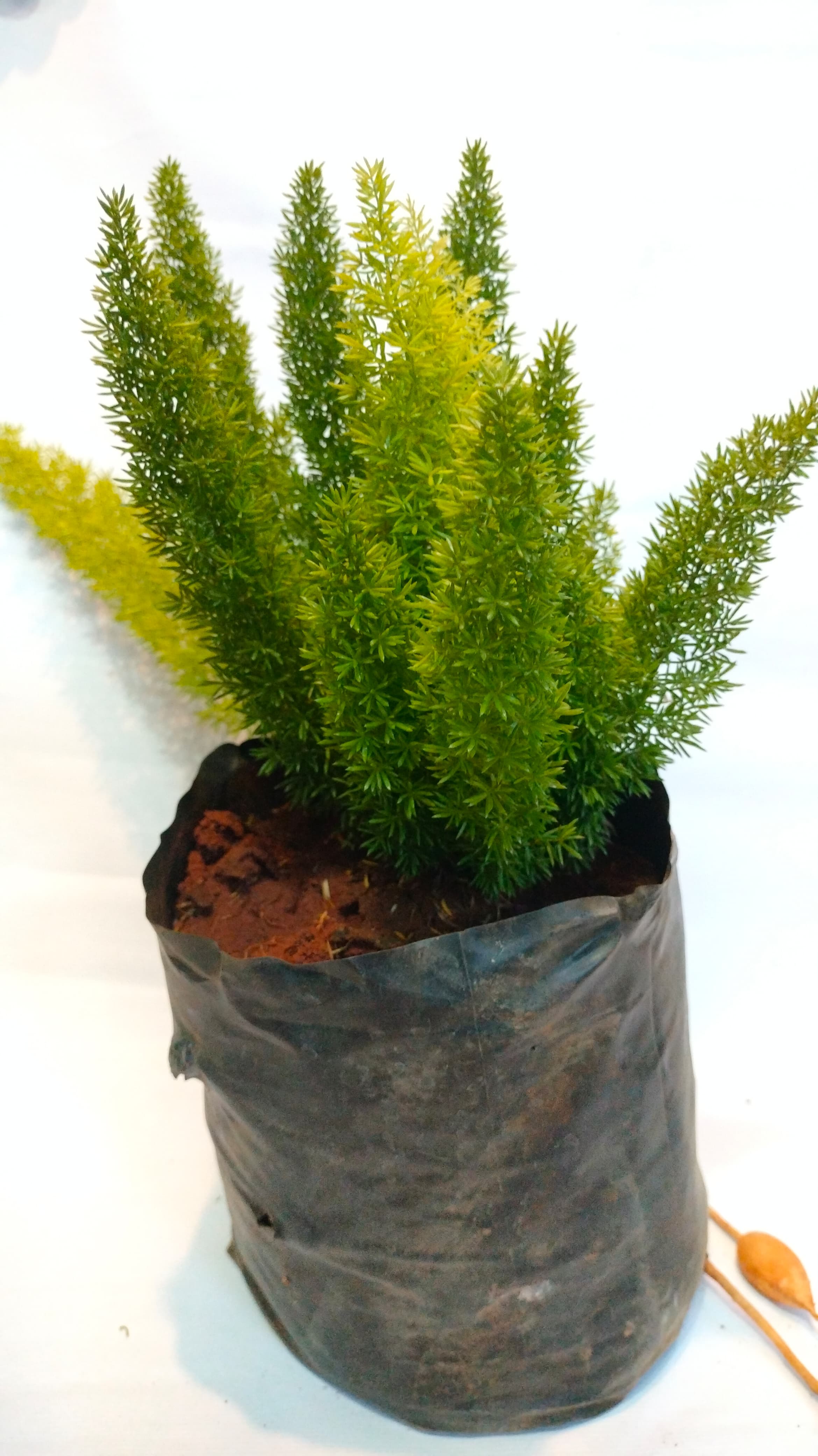Fox Tail Plant
