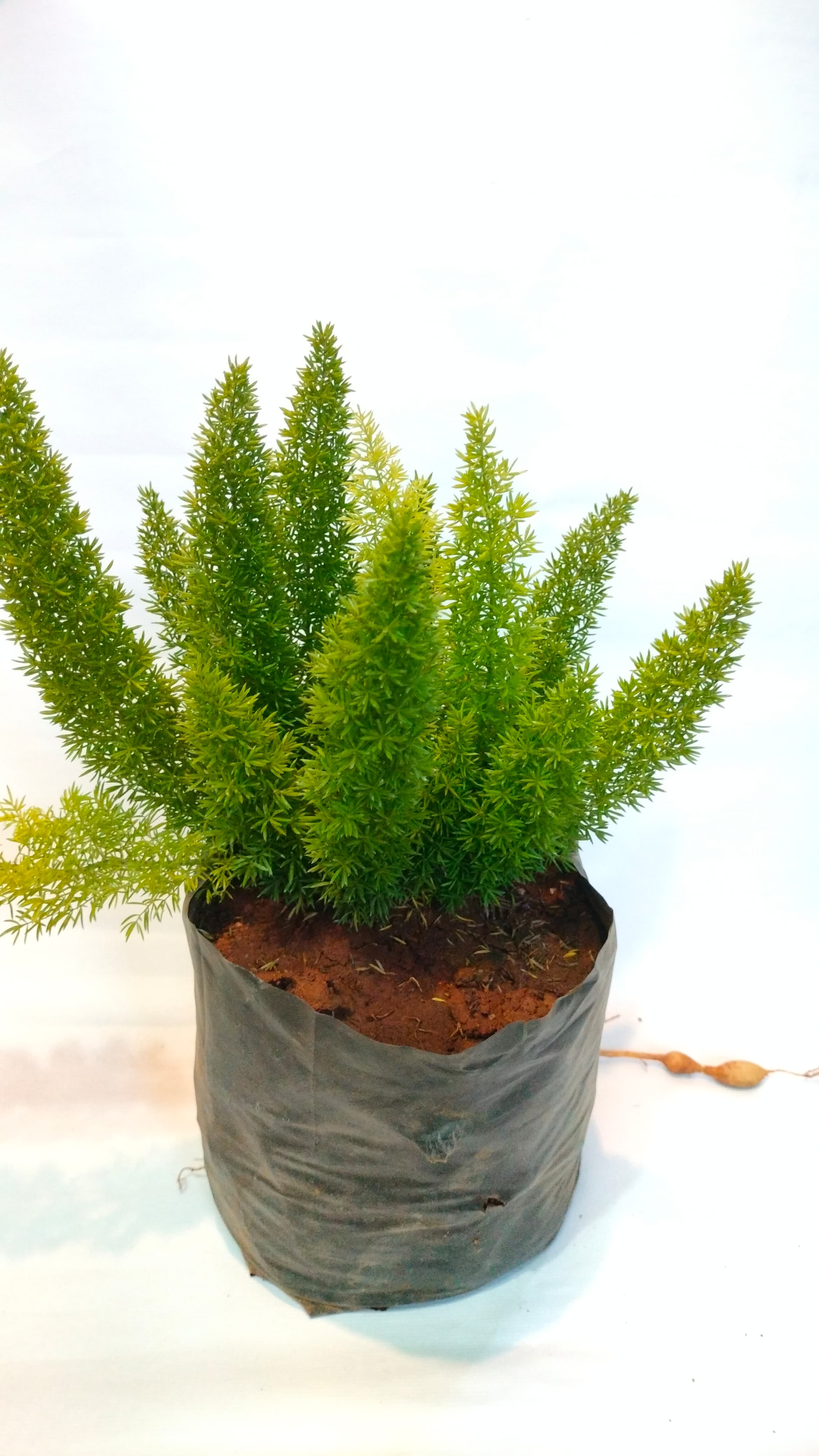 Fox Tail Plant
