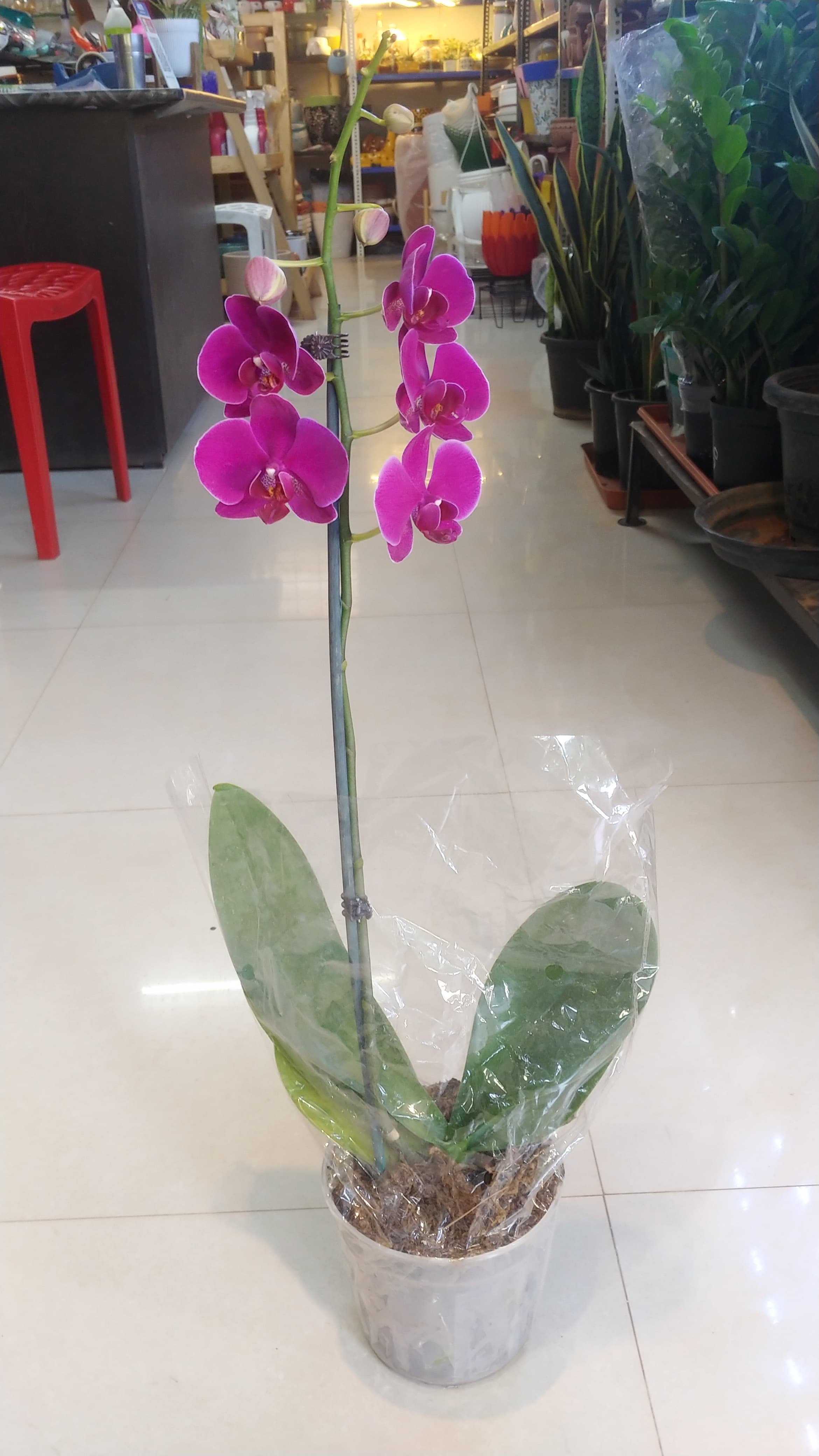 Phalaenopsis Purple