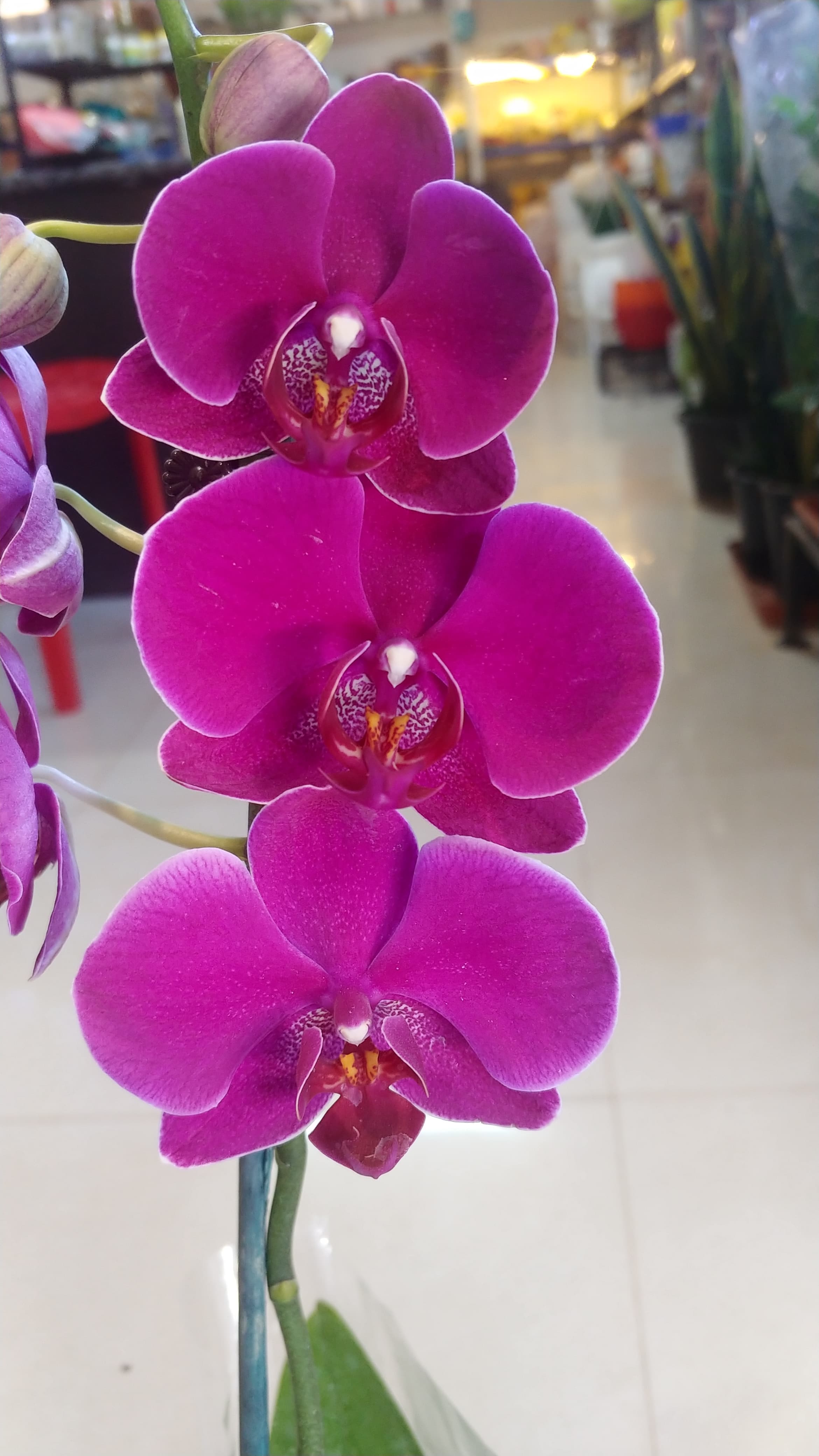 Phalaenopsis Purple