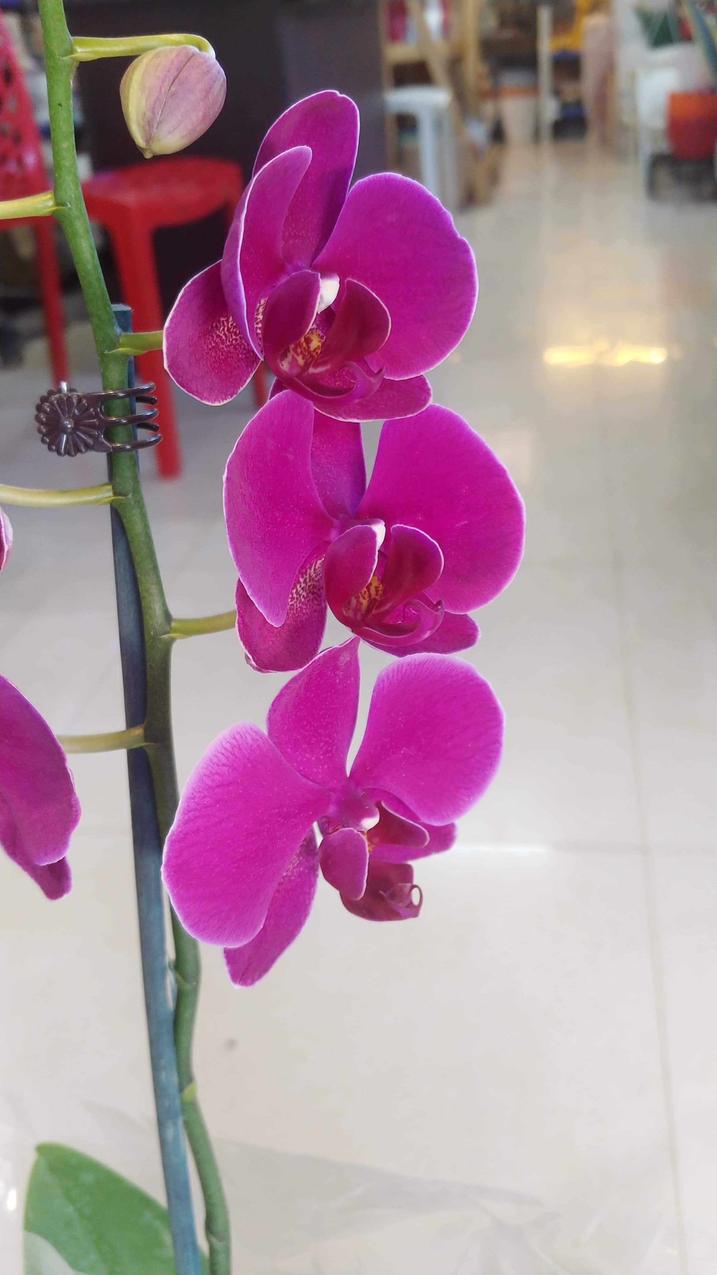 Phalaenopsis Purple