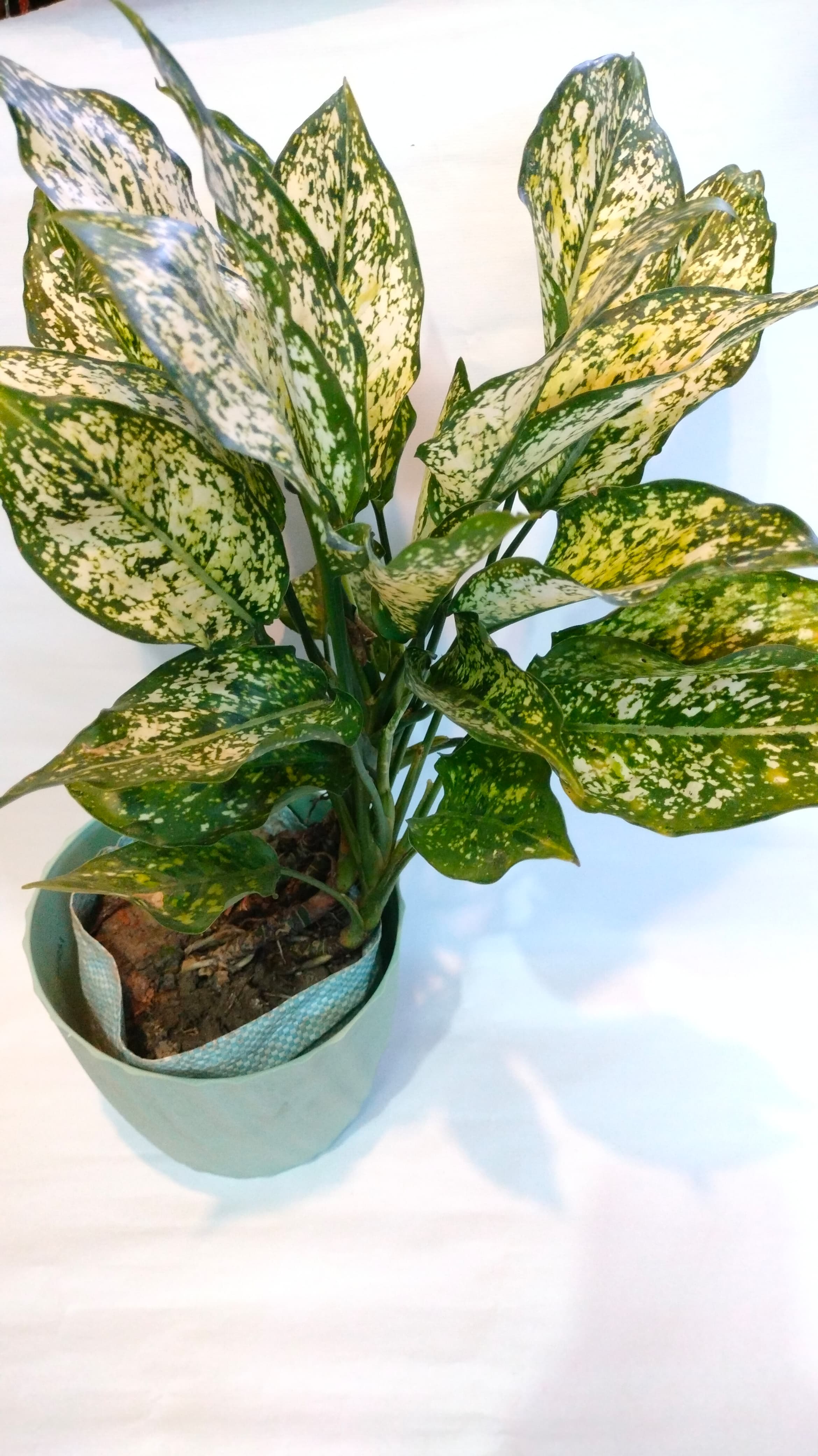 Aglaonema Snow White
