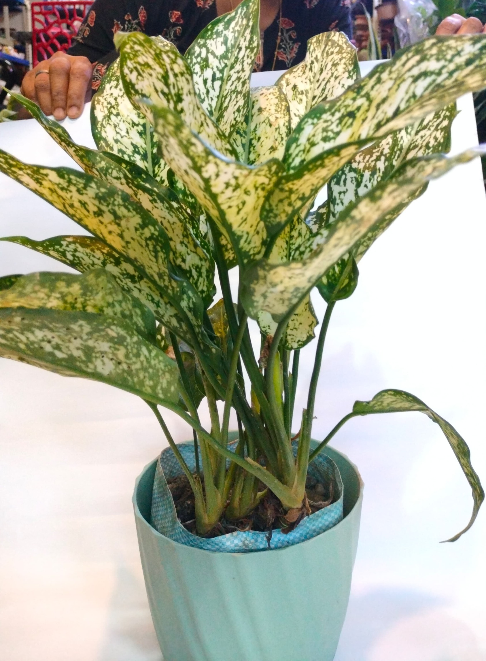Aglaonema Snow White