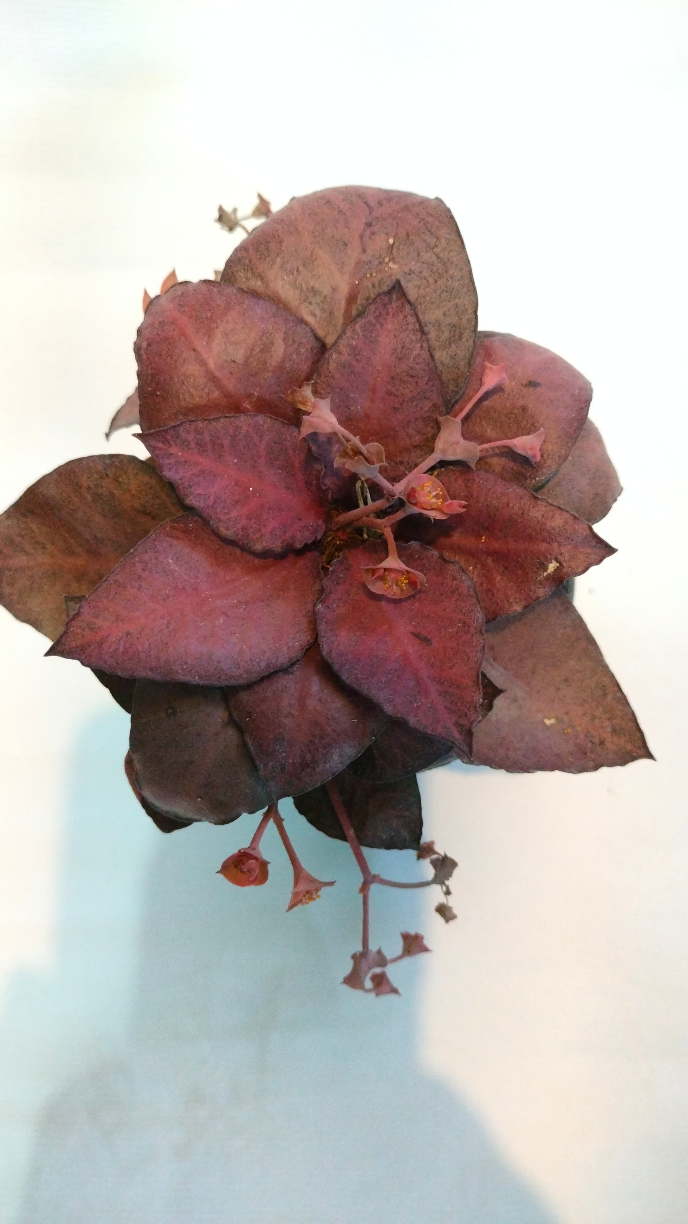 Euphorbia Francoisii (Red Jade)