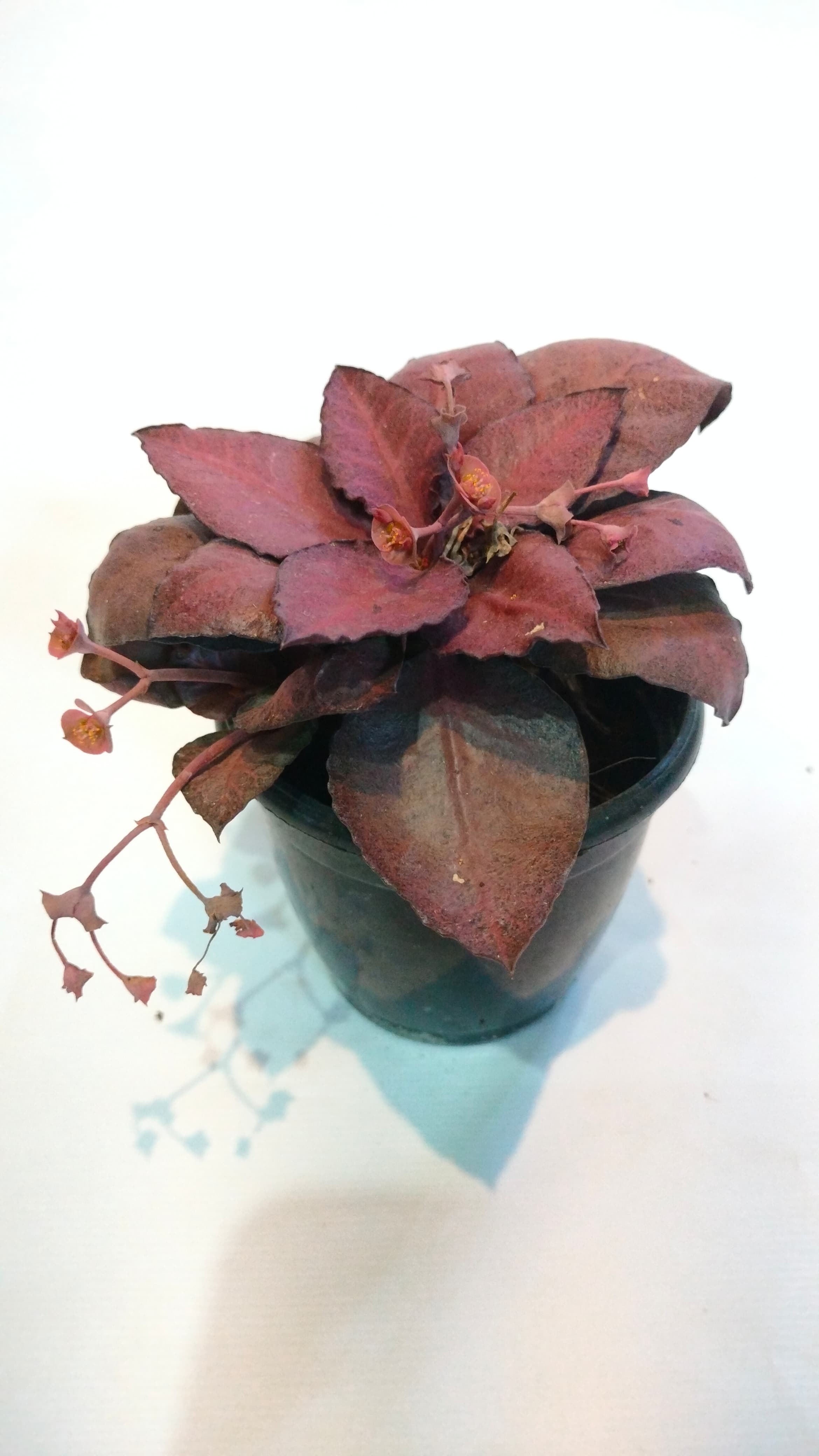 Euphorbia Francoisii (Red Jade)