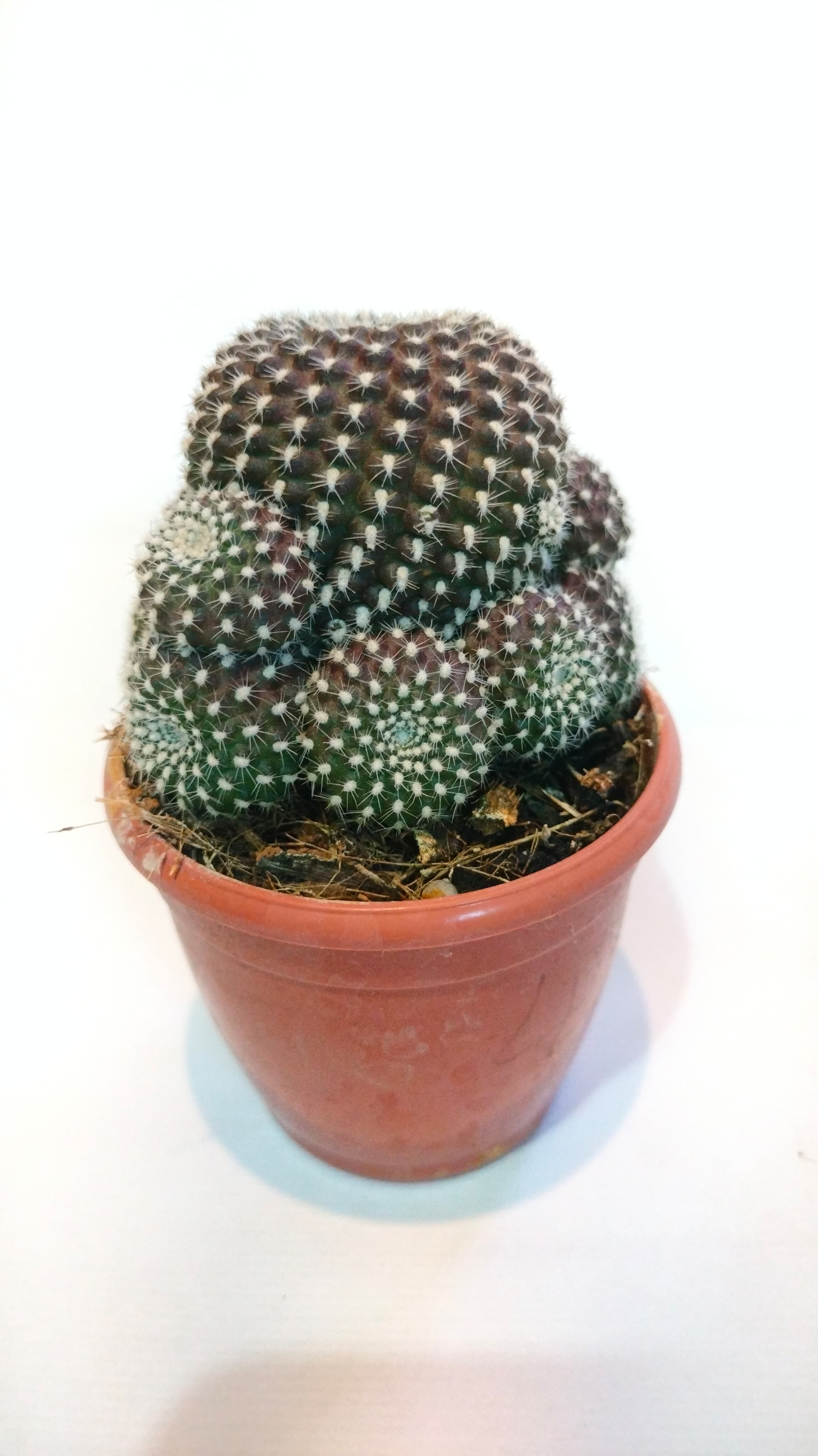 Cactus Rebutia brown