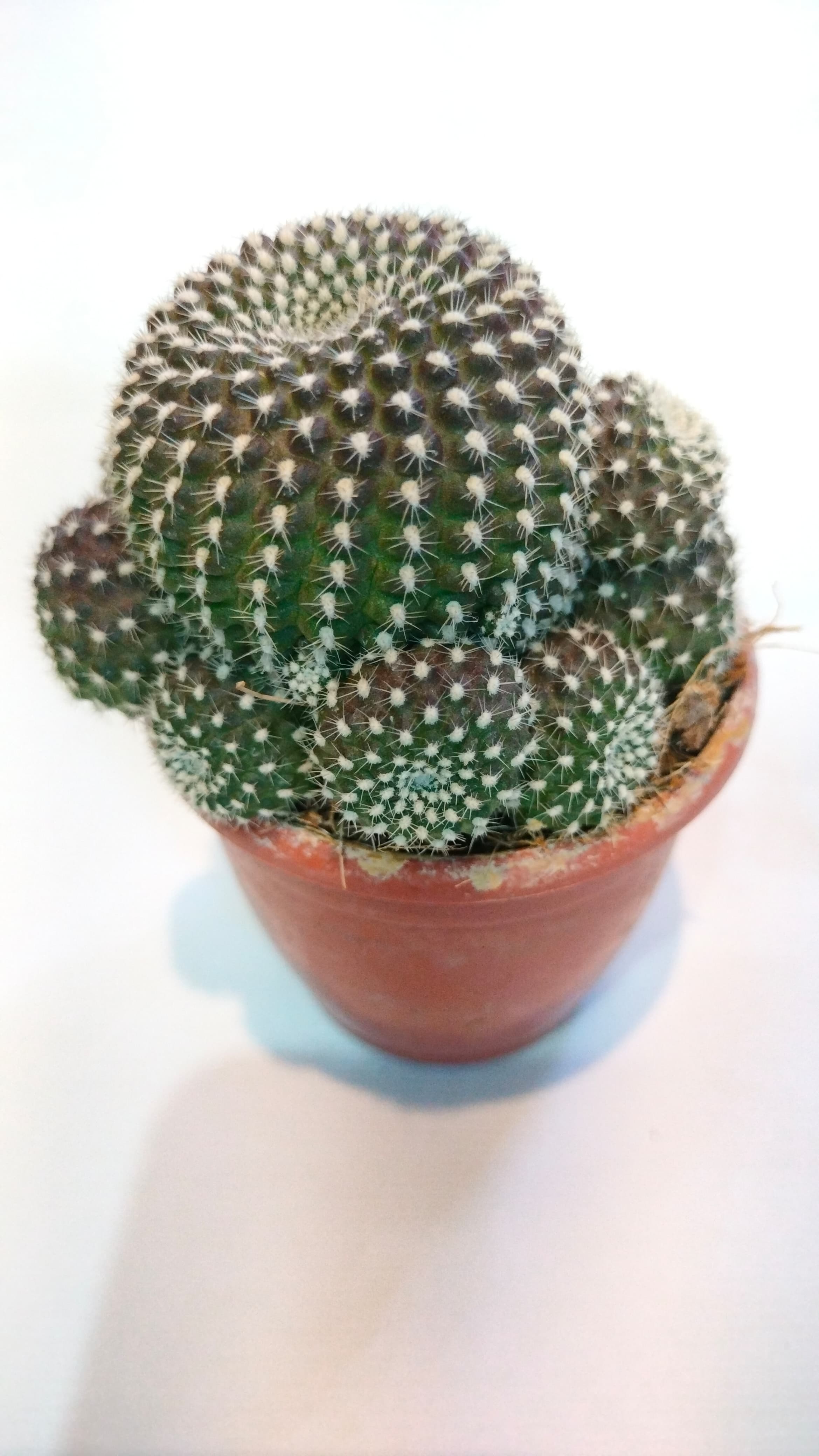 Cactus Rebutia brown