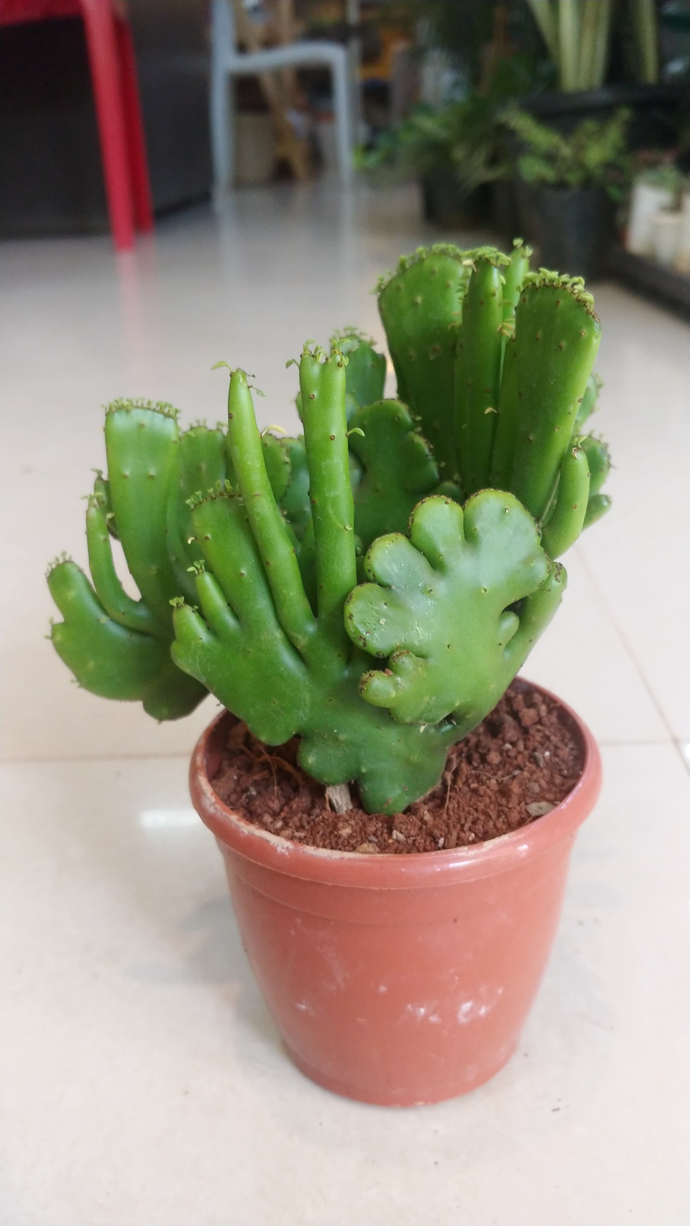 Euphorbia Alluaudii ssp oncoclada cristata