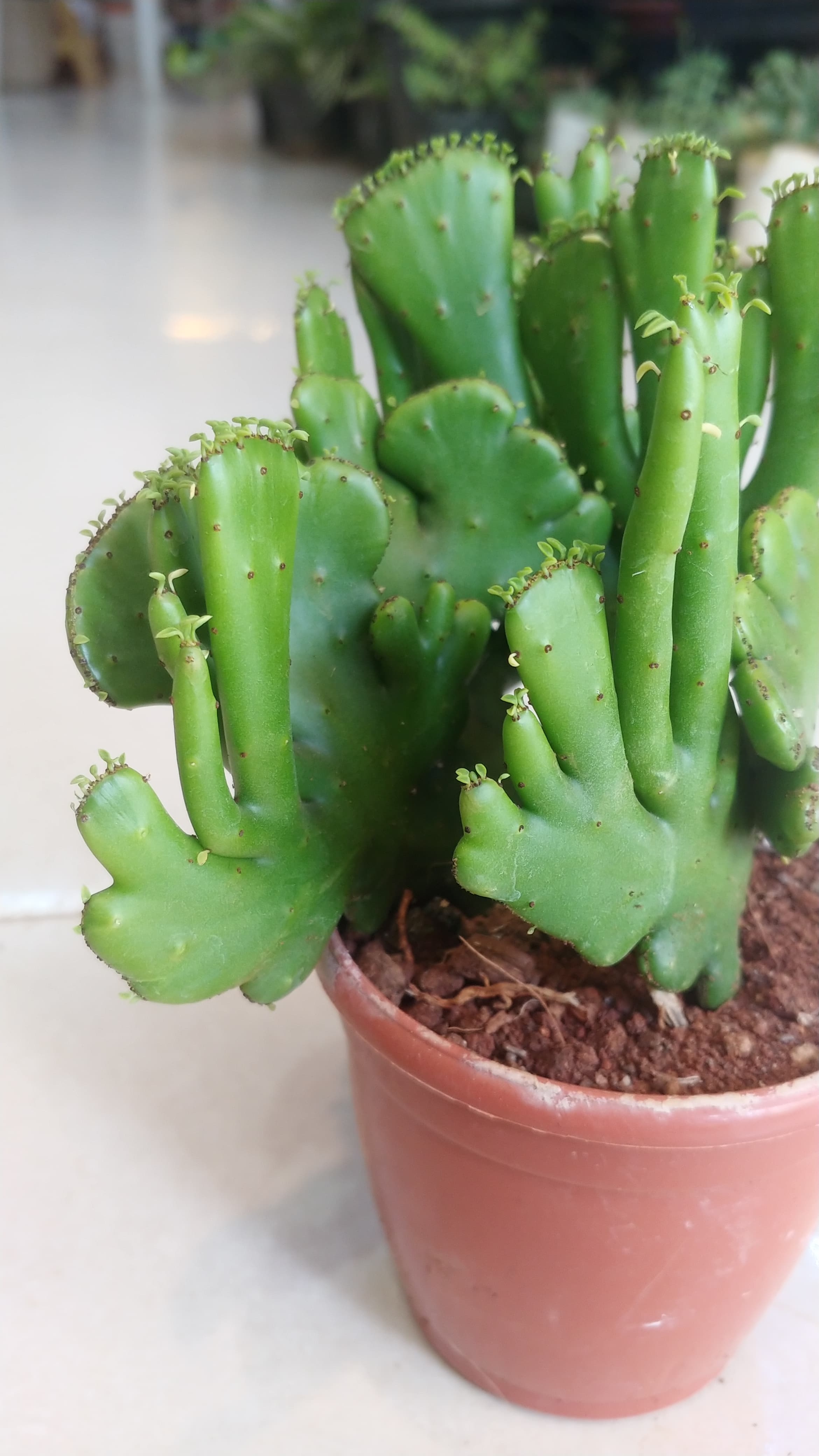 Euphorbia Alluaudii ssp oncoclada cristata