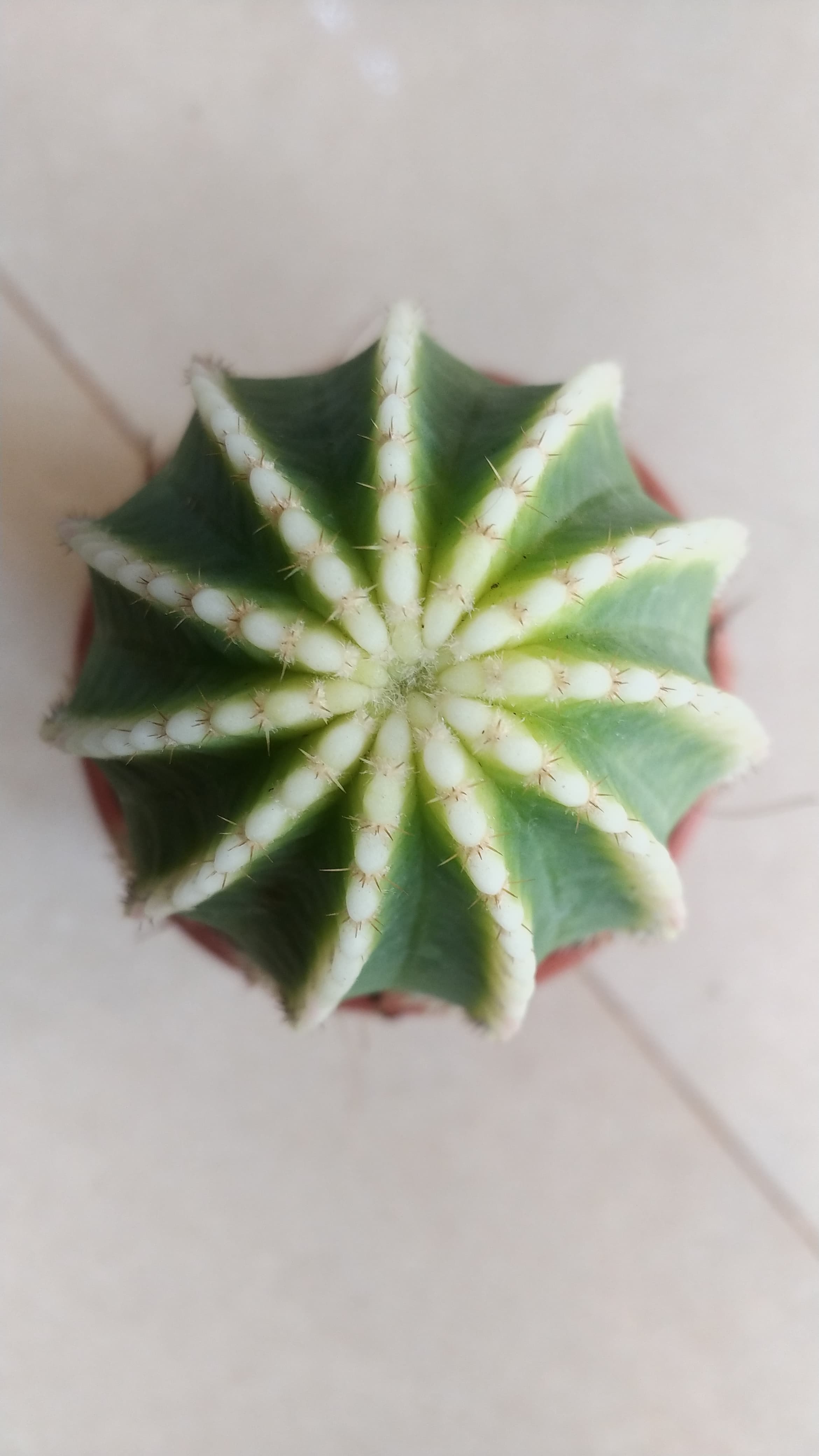 Echinopsis 'Cupcake'
