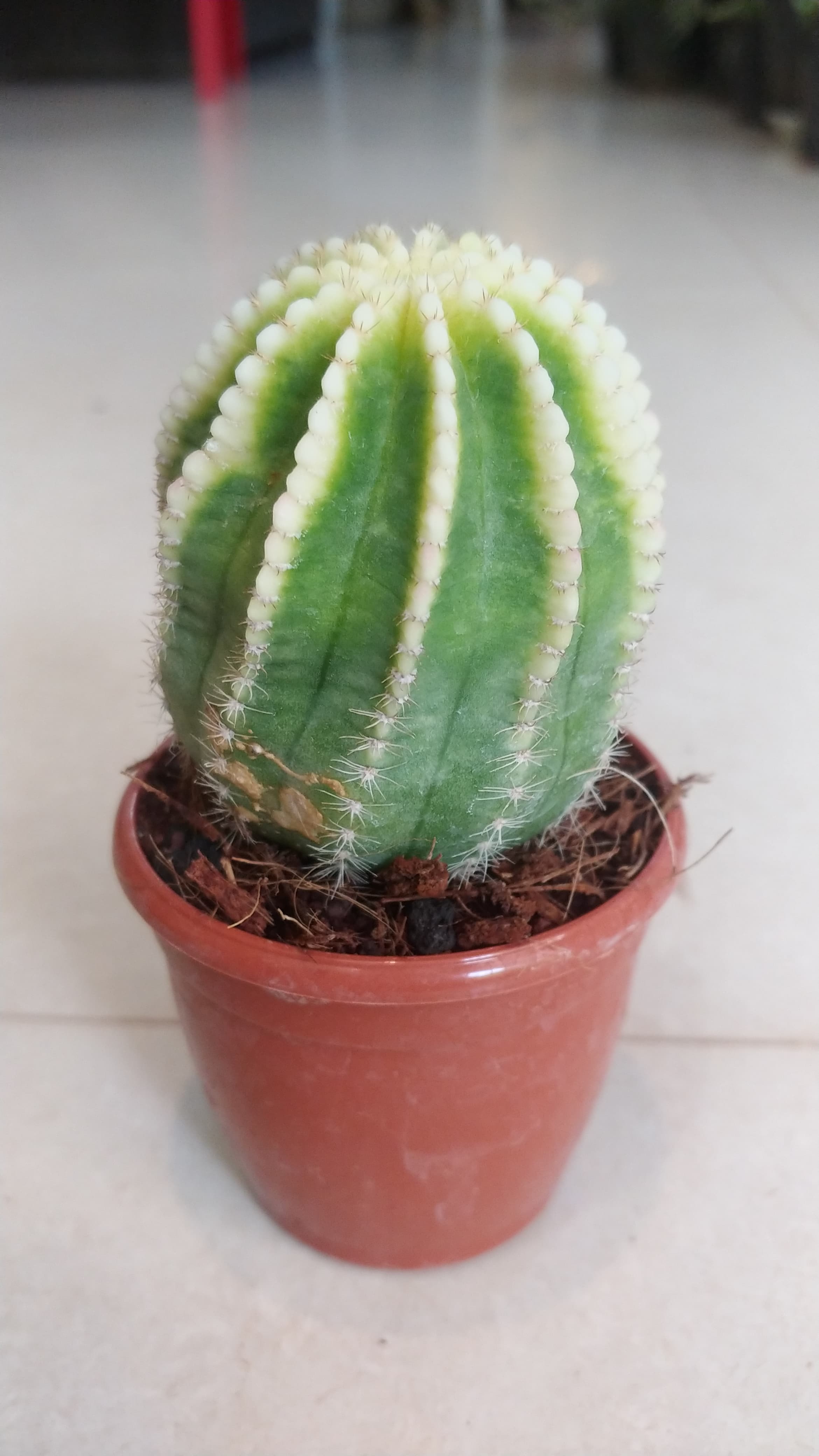 Echinopsis 'Cupcake'